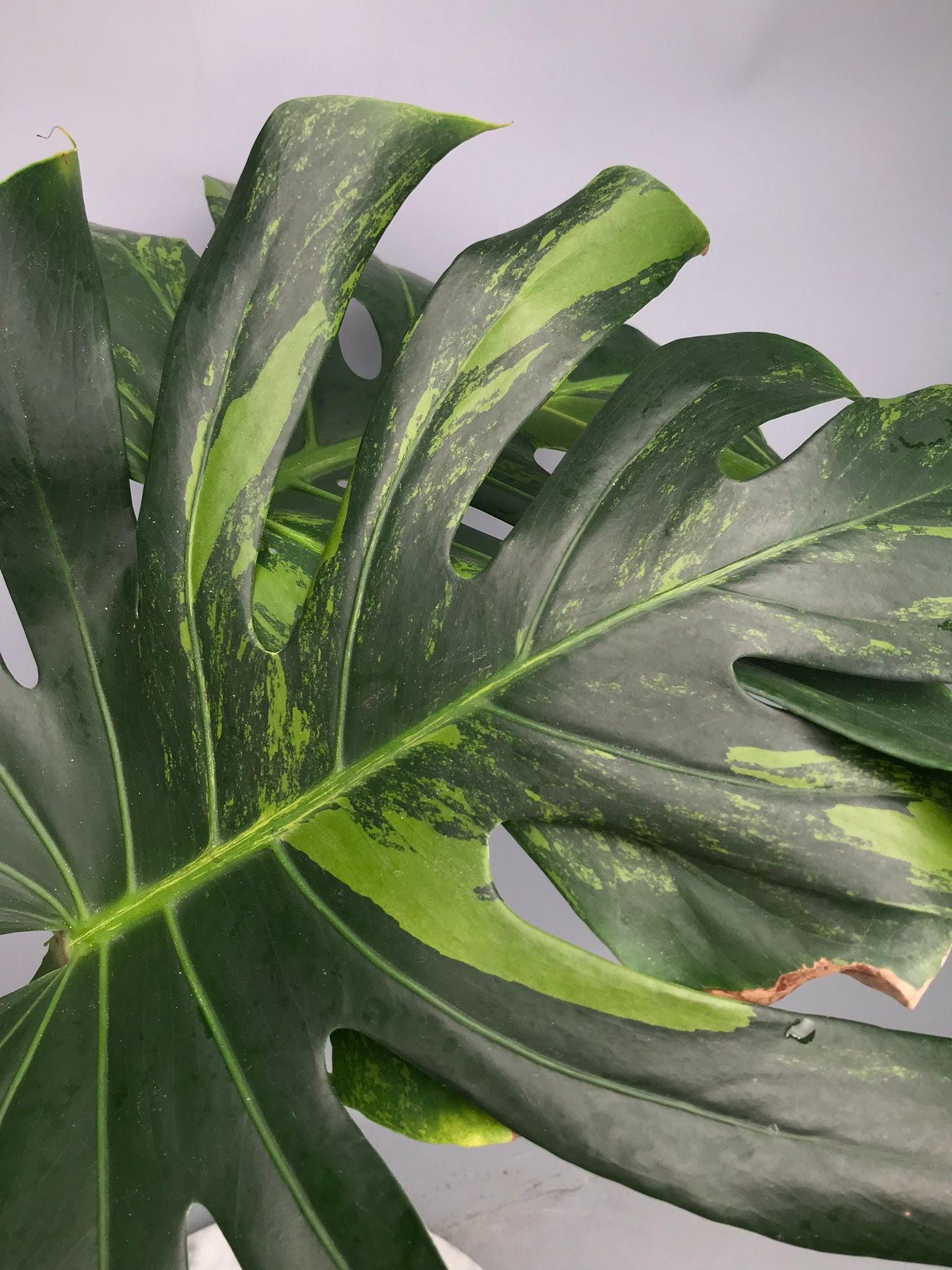 Monstera Ocean Mint nr 2