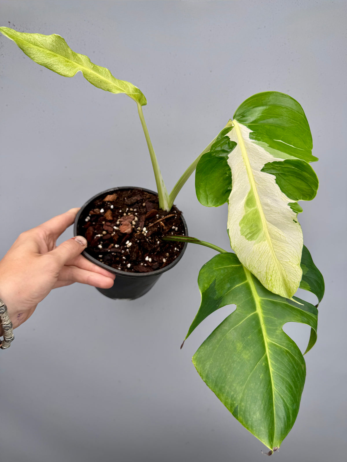 Monstera White Lava 'Lalamove' nr 1.2