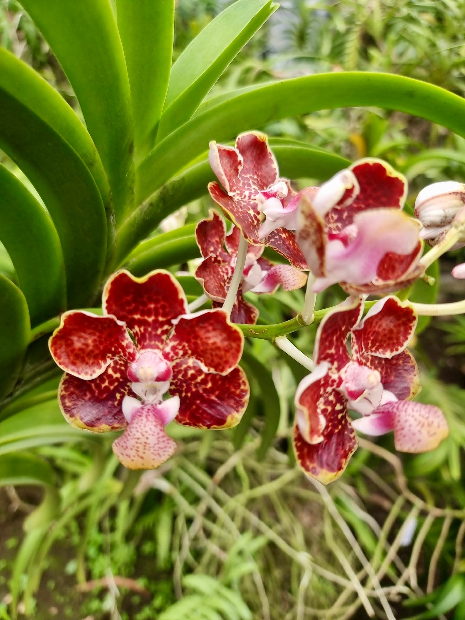 Vanda lombokensis