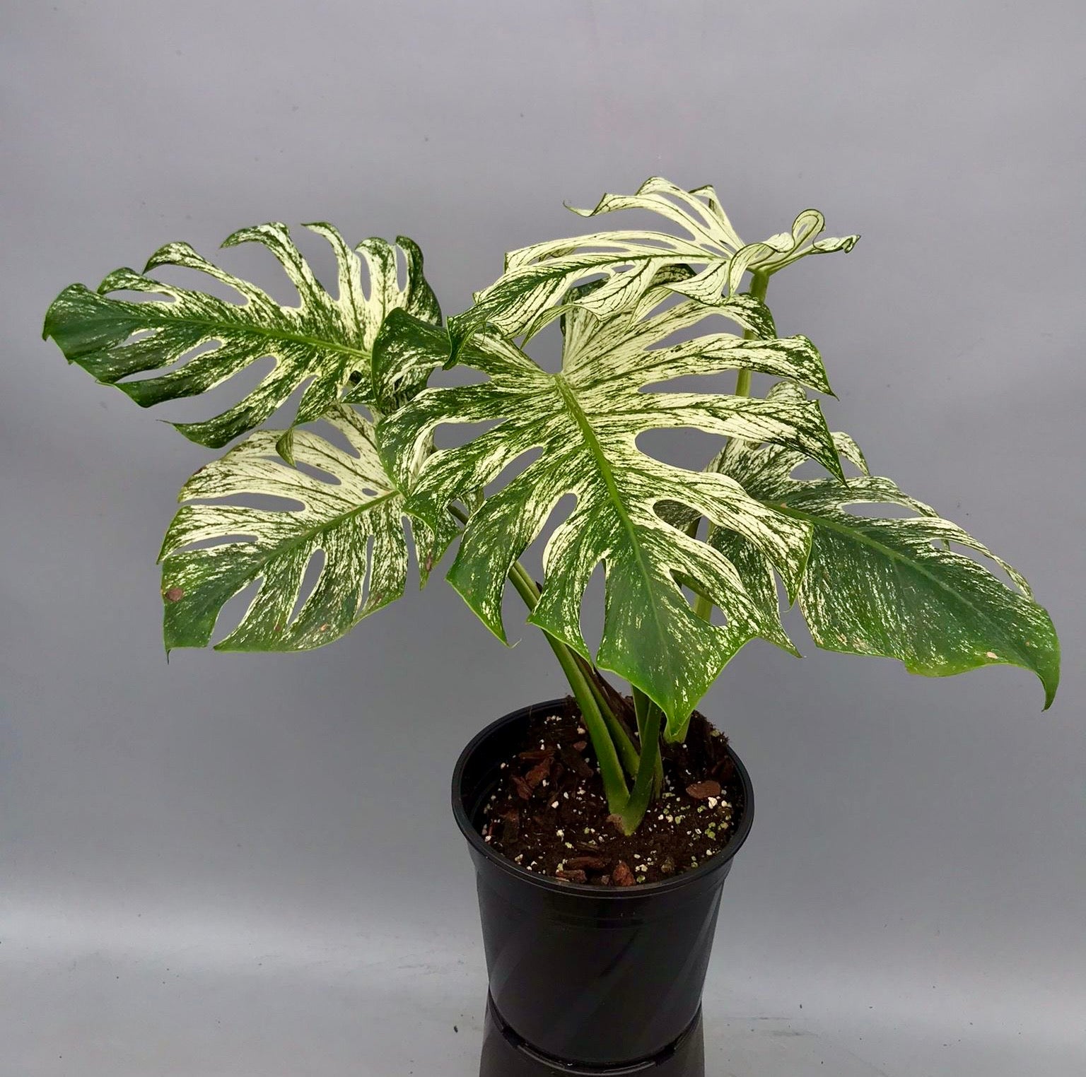 Monstera ‘Devil Monster’ Nr 2