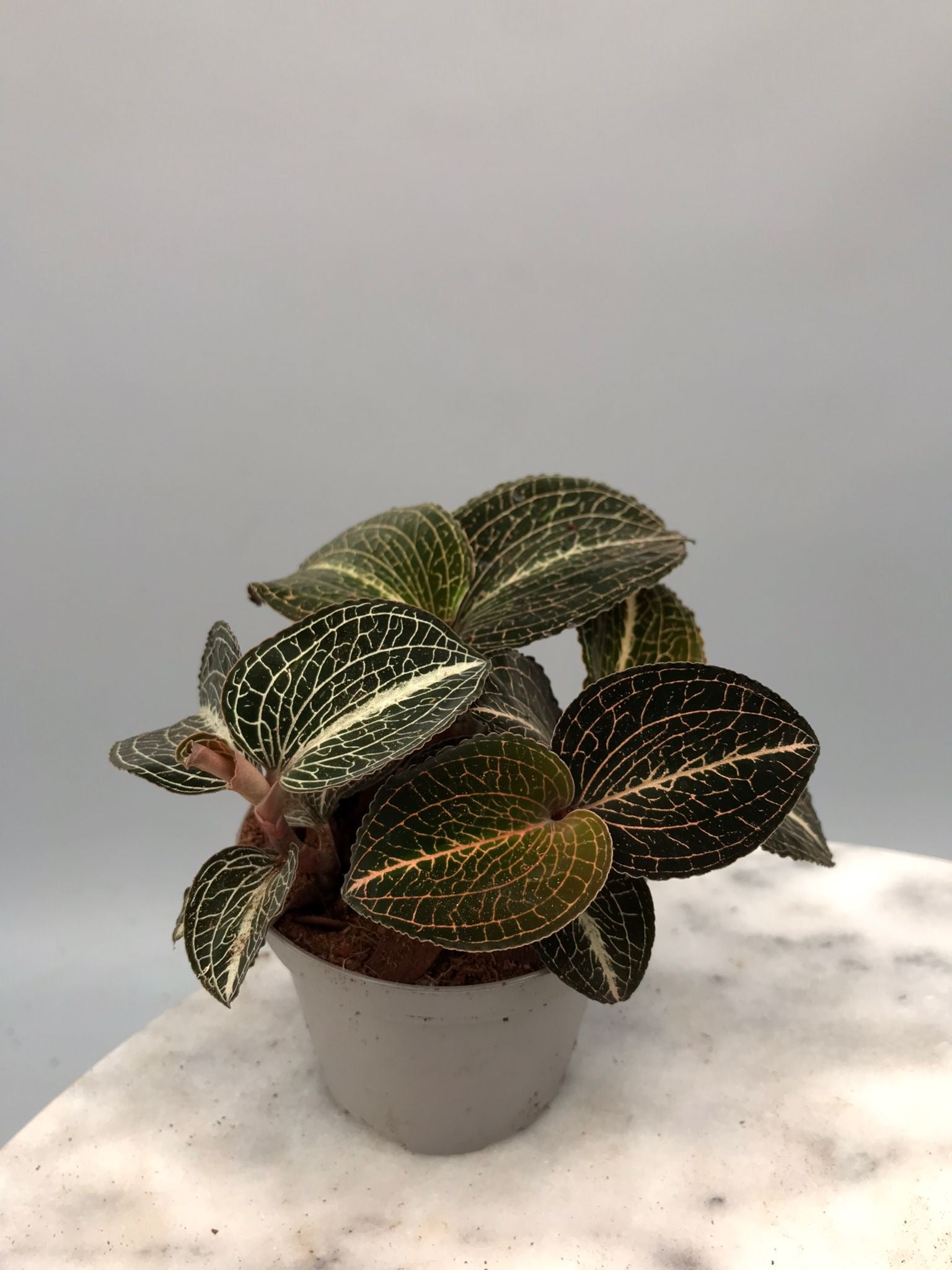 Anoectochilus formosanus x burmanicus Red ‘Big Plant’ (3 planten)