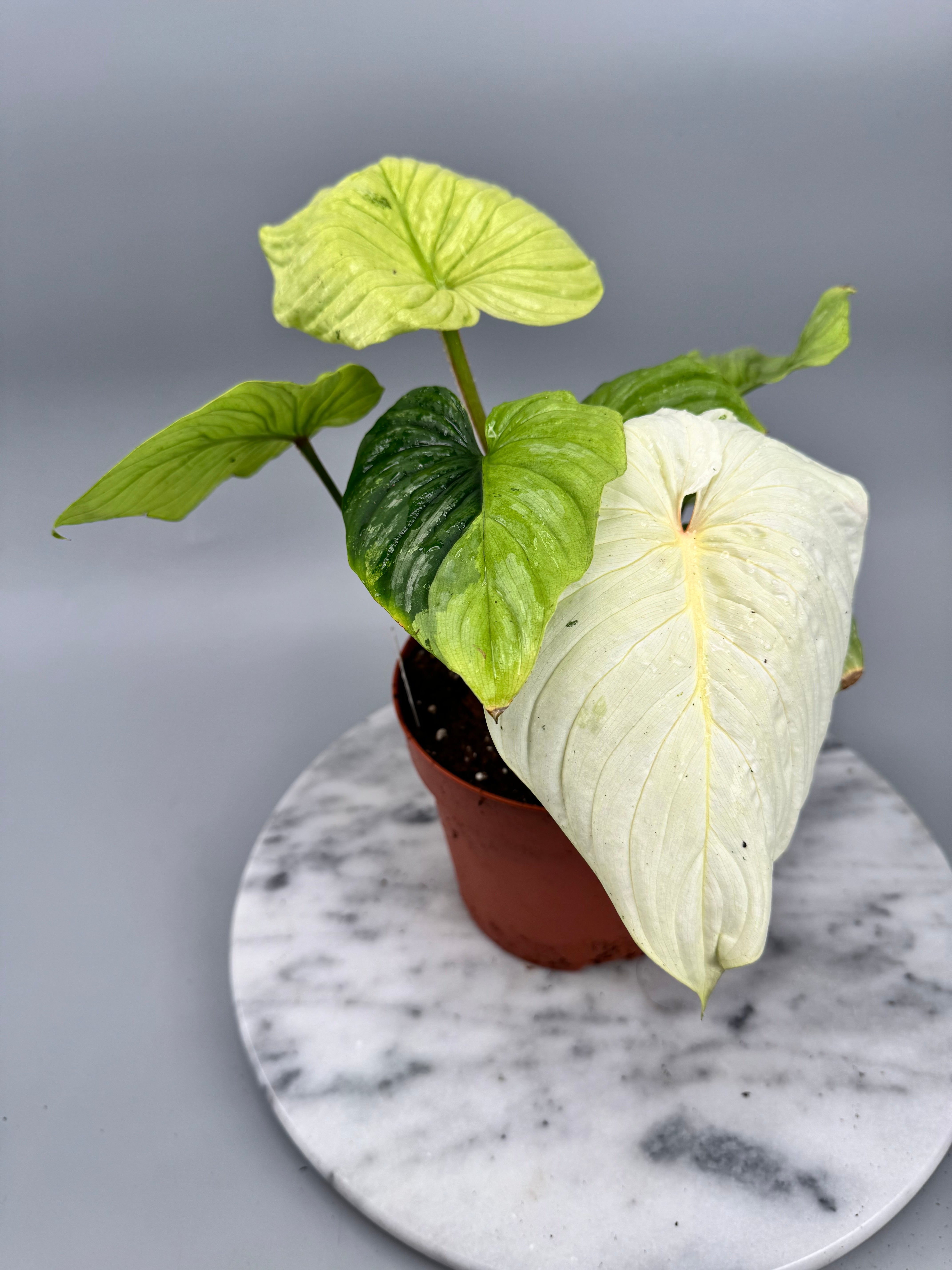 Philodendron mamei variegata mint (8 Blätter) (Nr1)