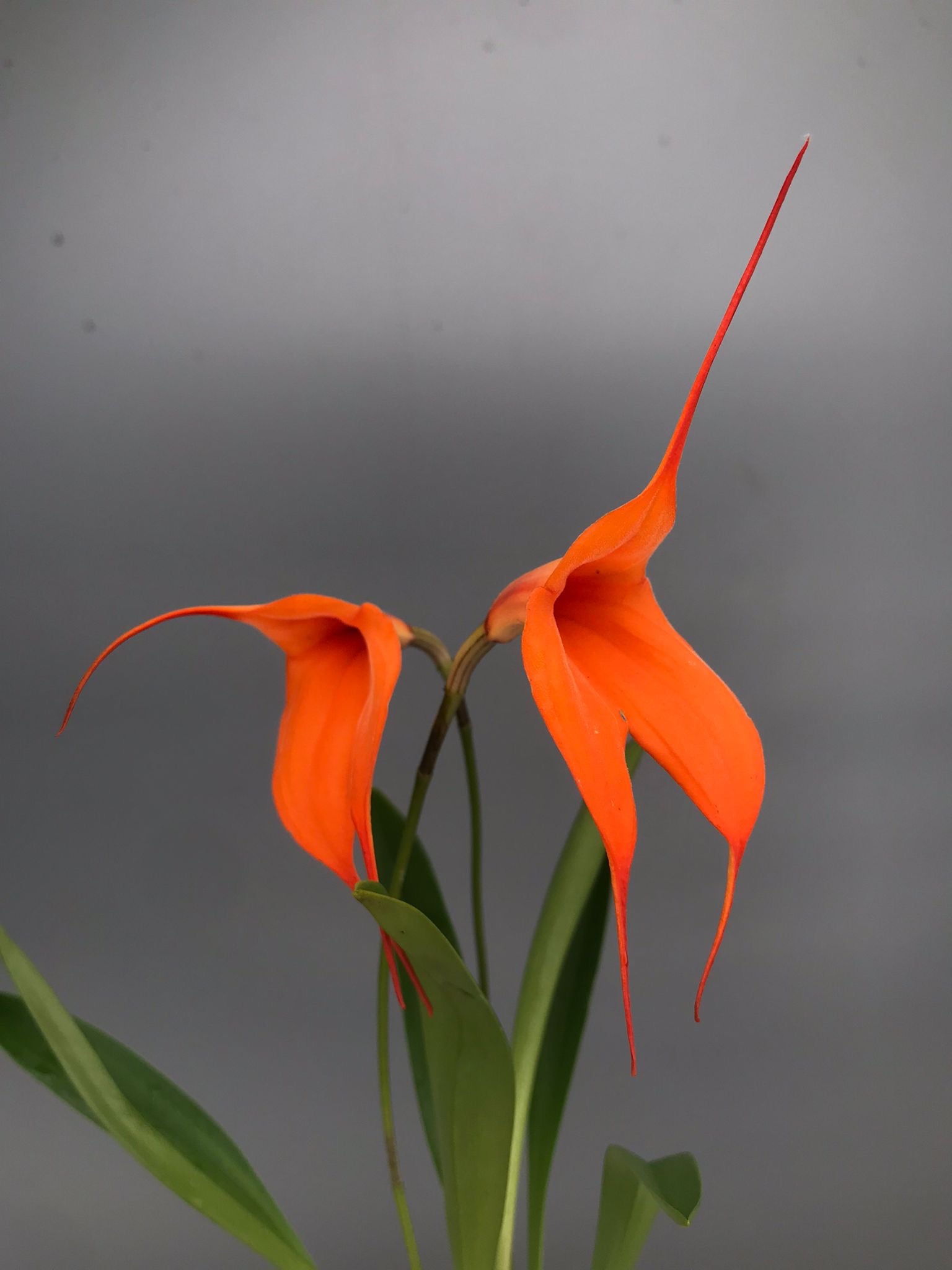 Masdevallia veitchiana ‘Hybride 4N’