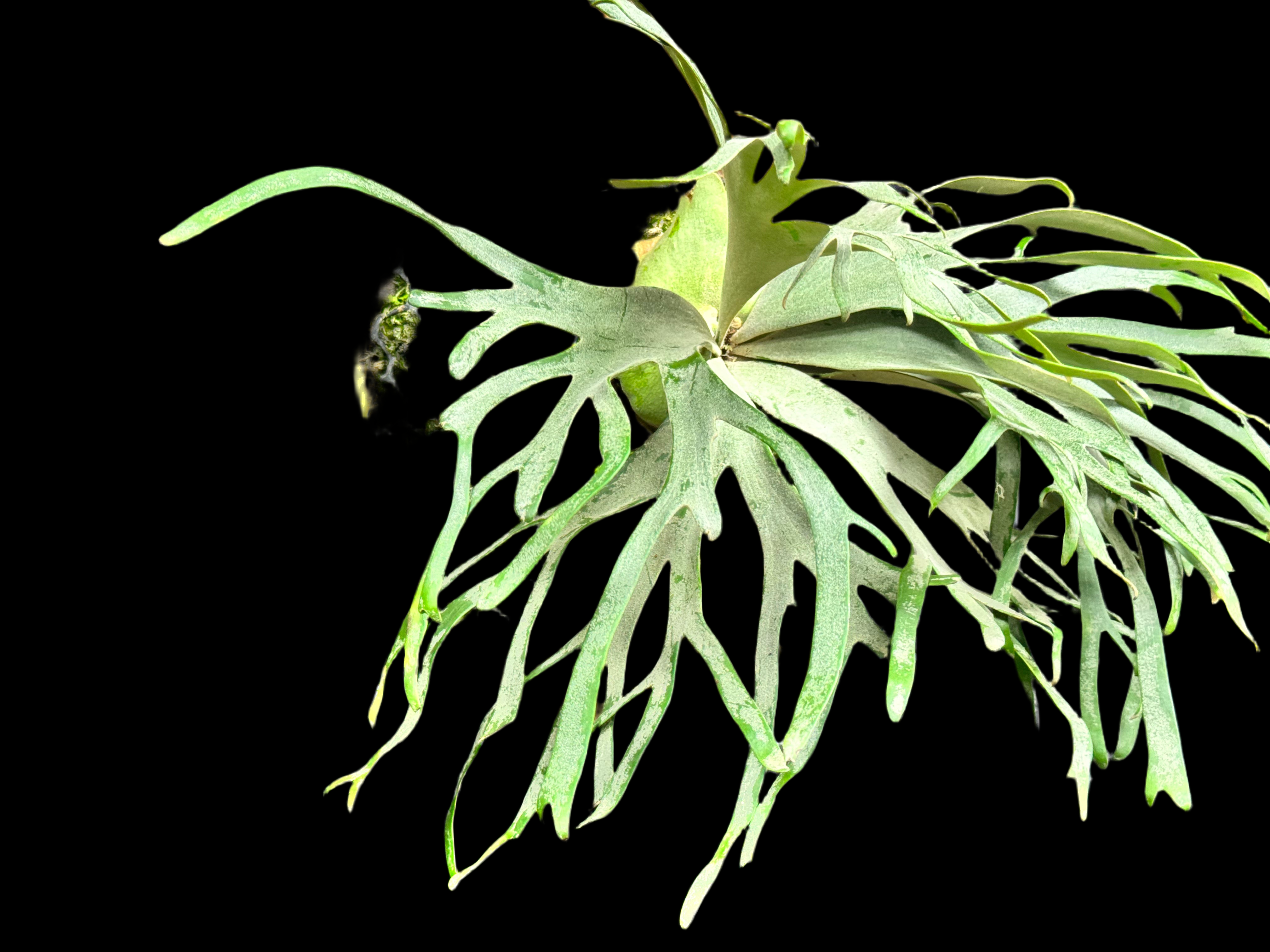 Platycerium willinckii "Jade Girl"
