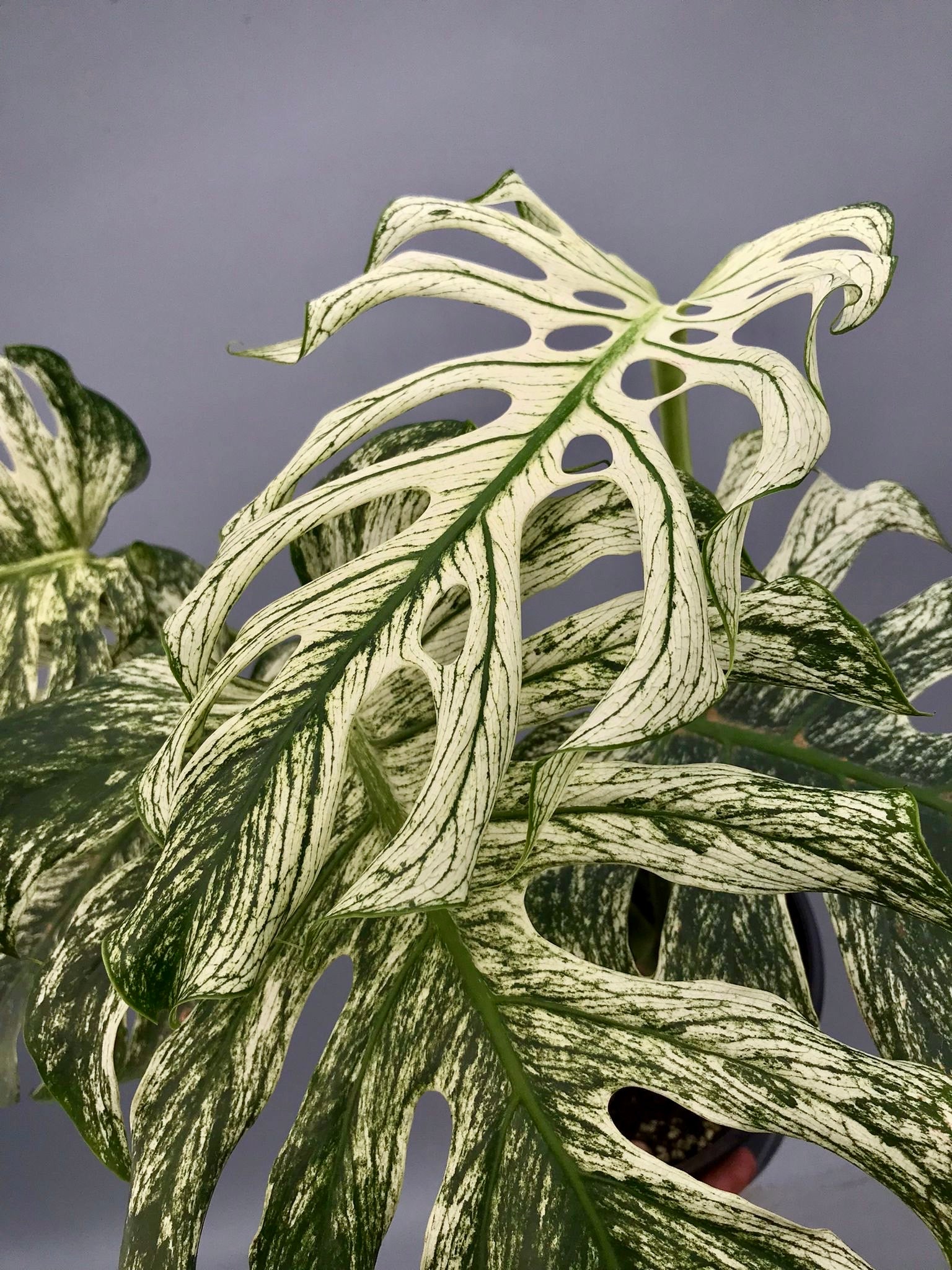 Monstera ‘Devil Monster’ Nr 2