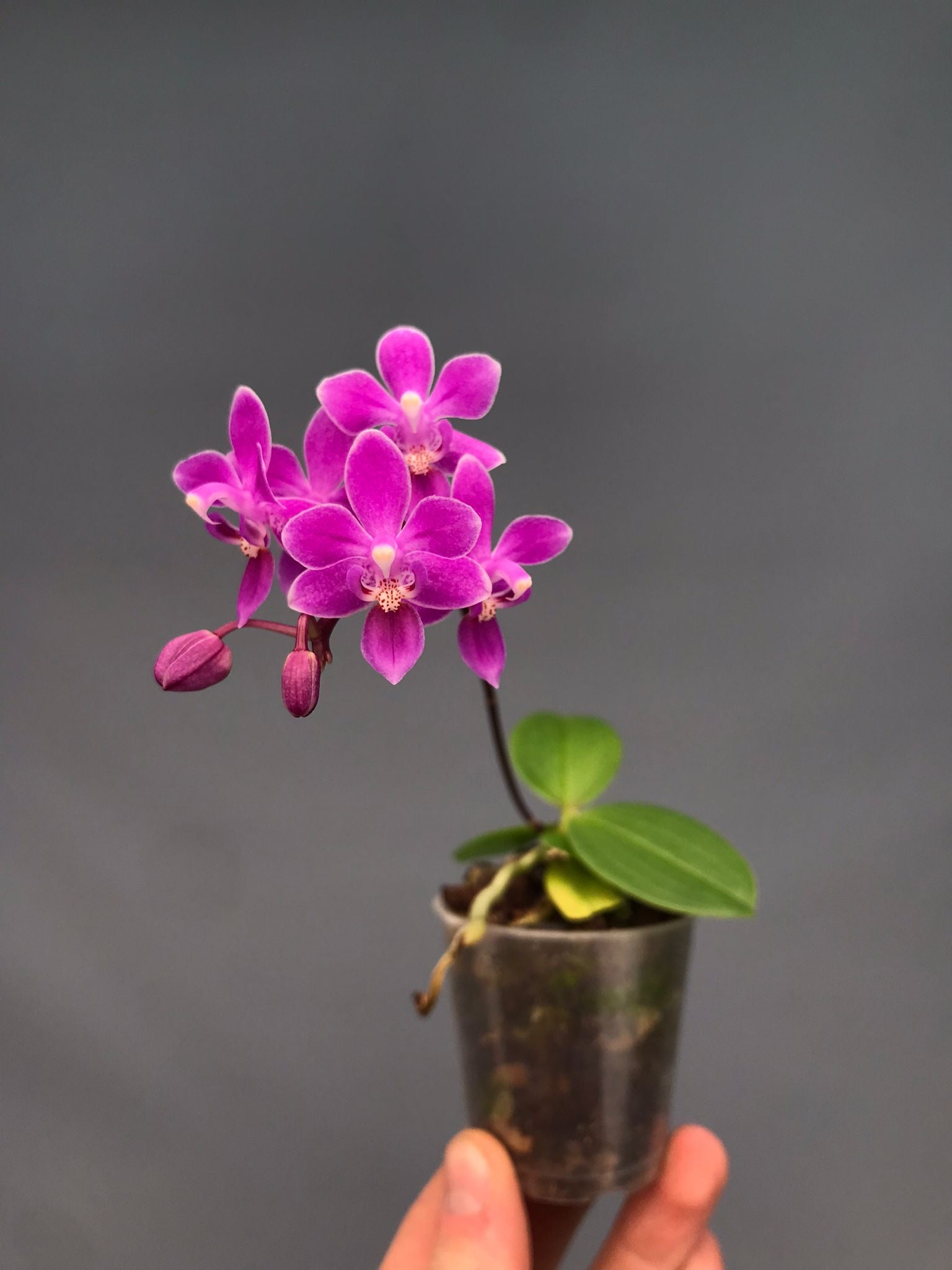 Phalaenopsis equestris "Pink Graz"