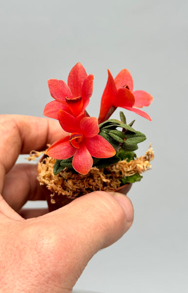 Dendrobium cuthbersonii 