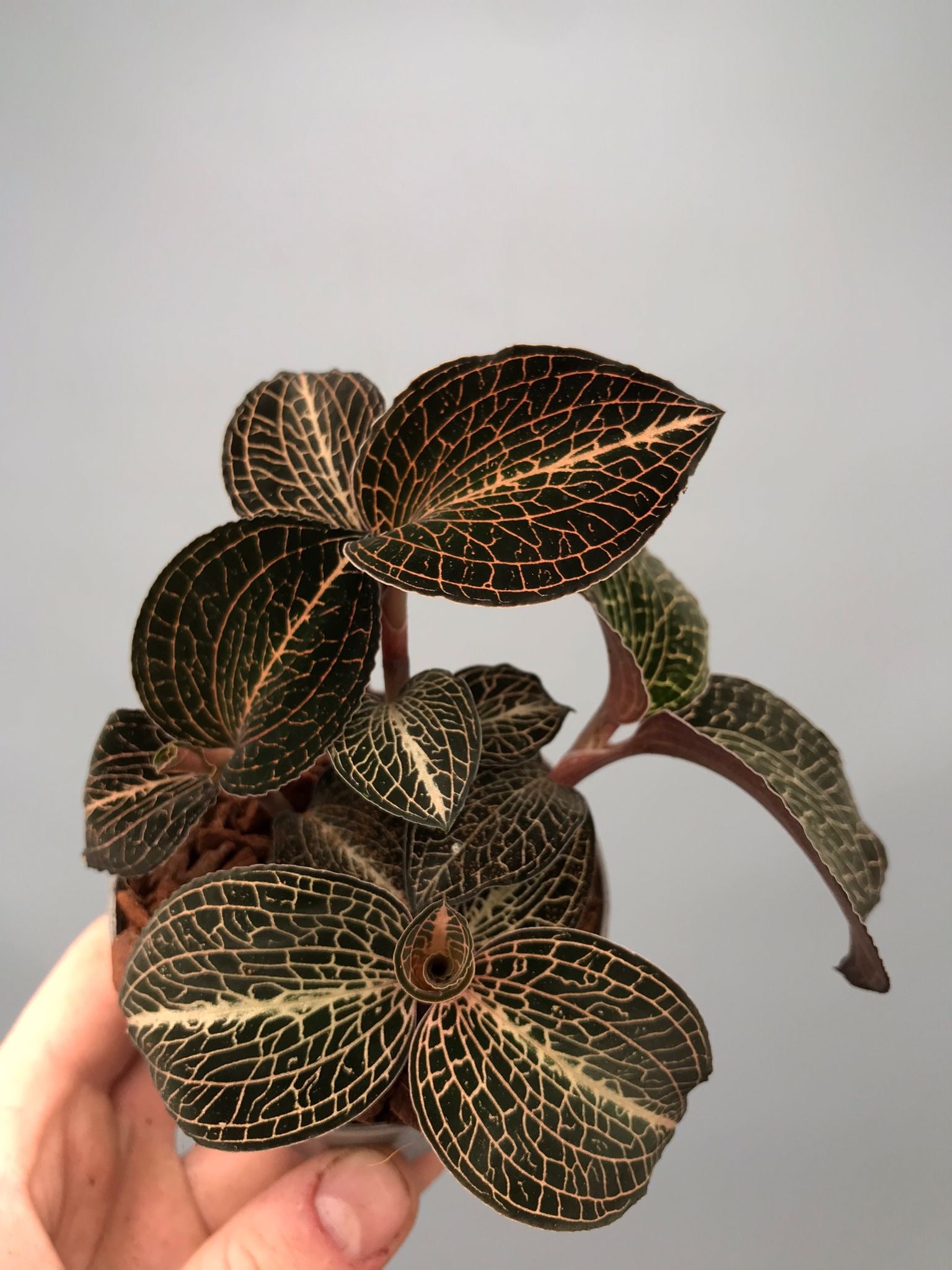 Anoectochilus formosanus x burmanicus Red ‘Big Plant’ (3 planten)