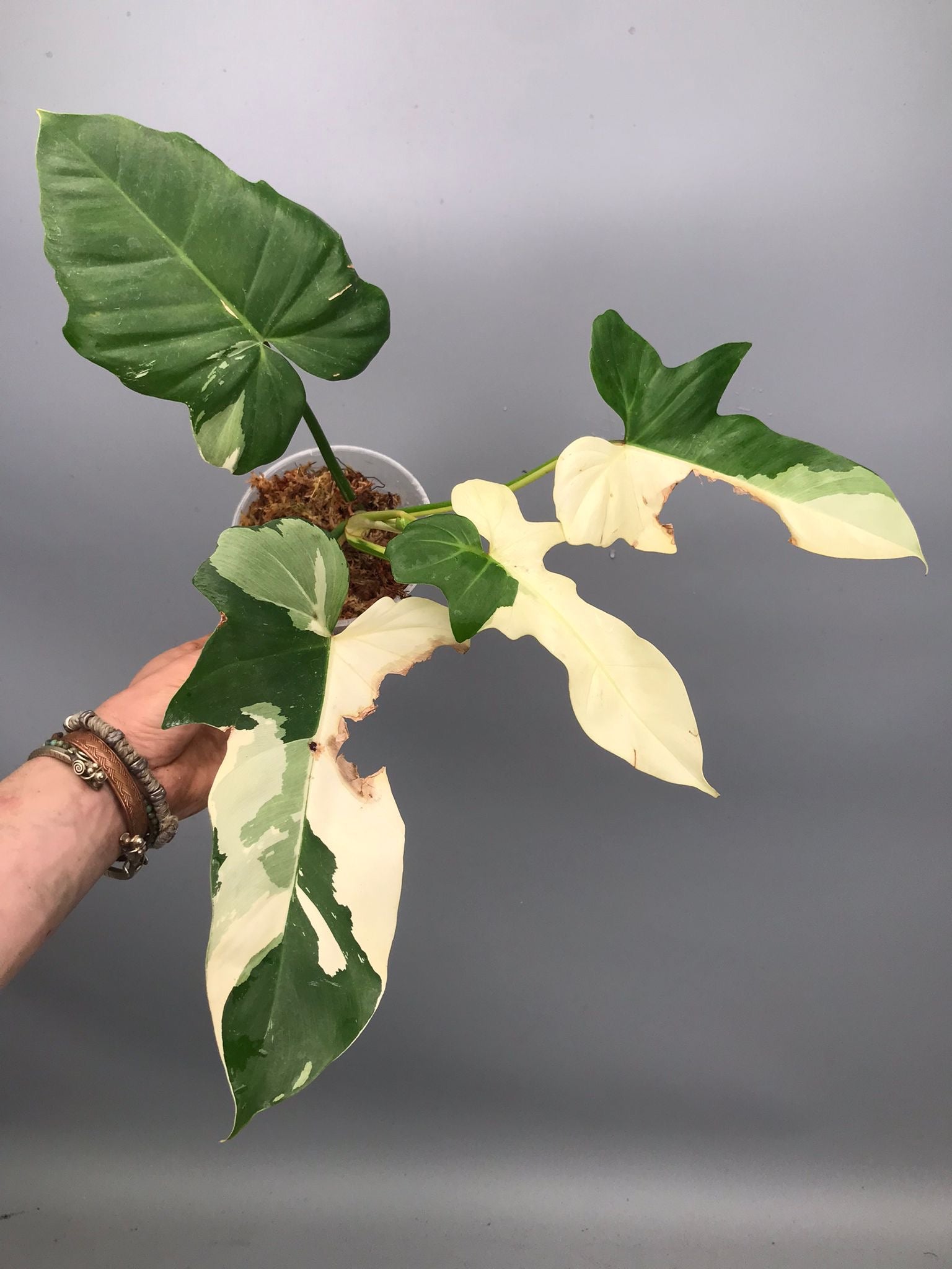 Philodendron Golden Dragon variegated albo