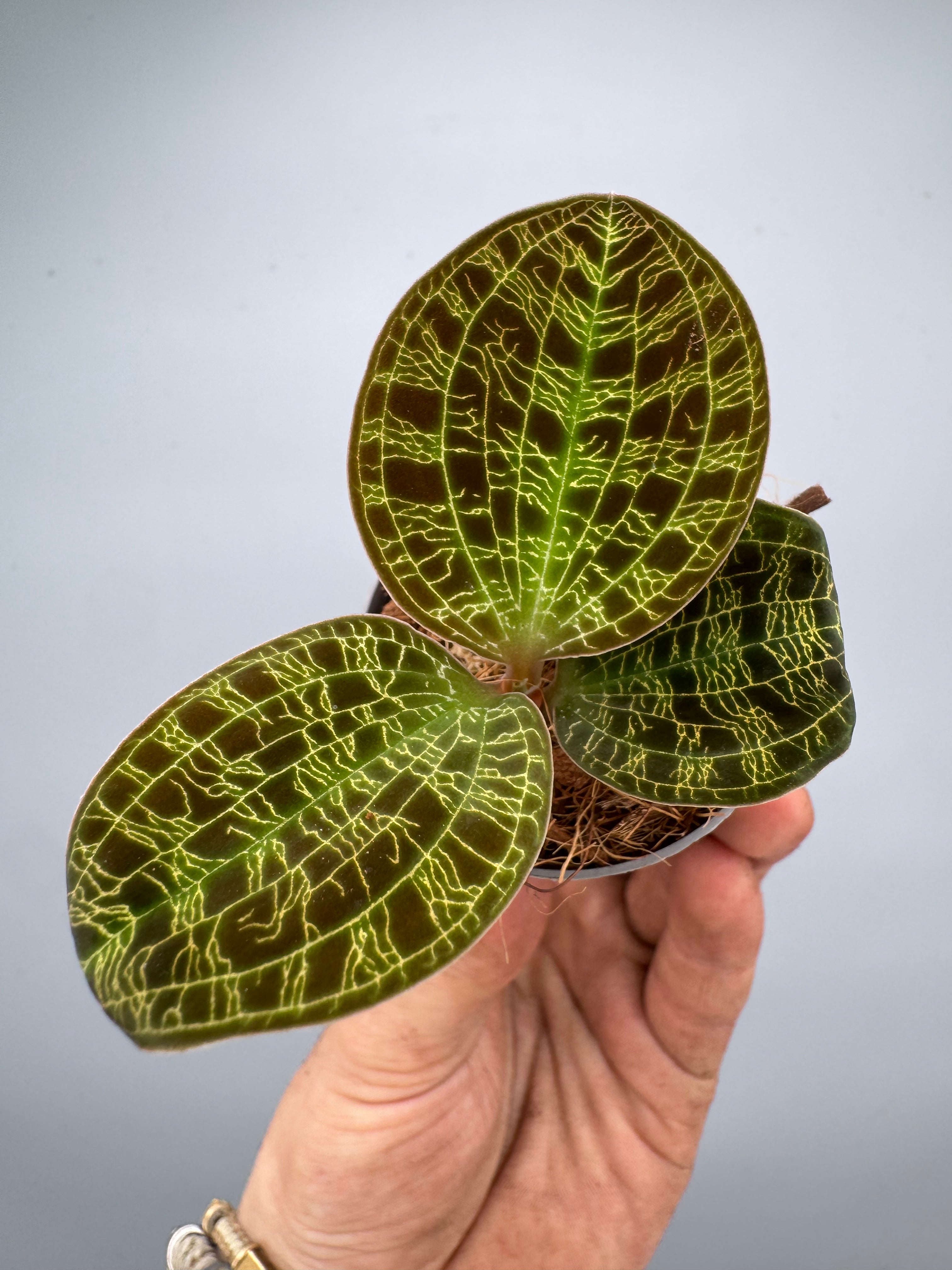 Anoectochilus sanderianus