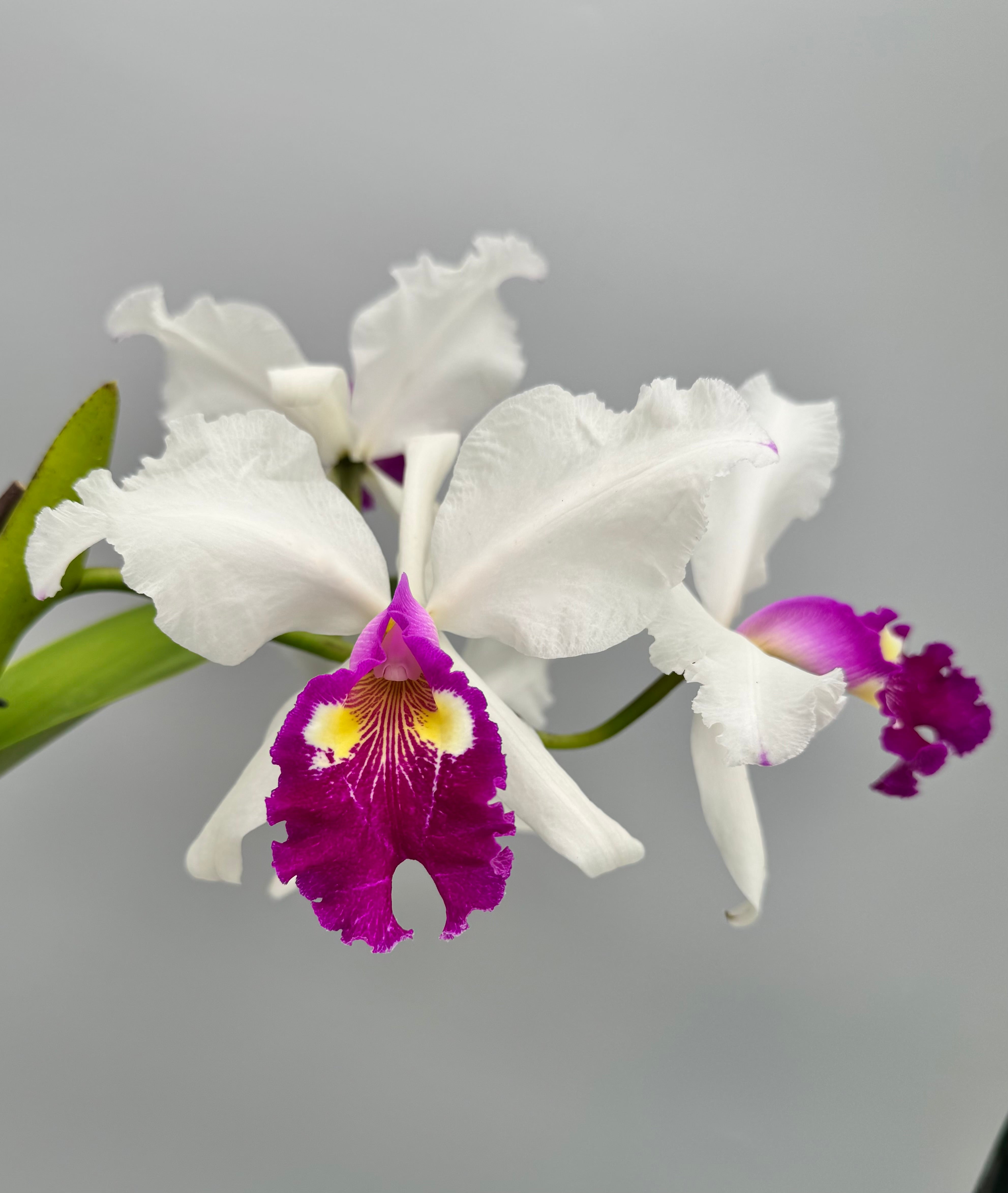 Cattleya warscewiczii semi-alba