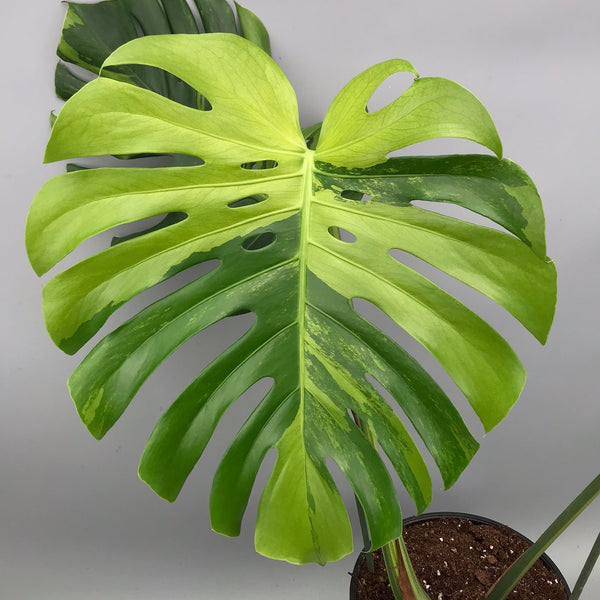 Monstera Ocean Mint nr 1