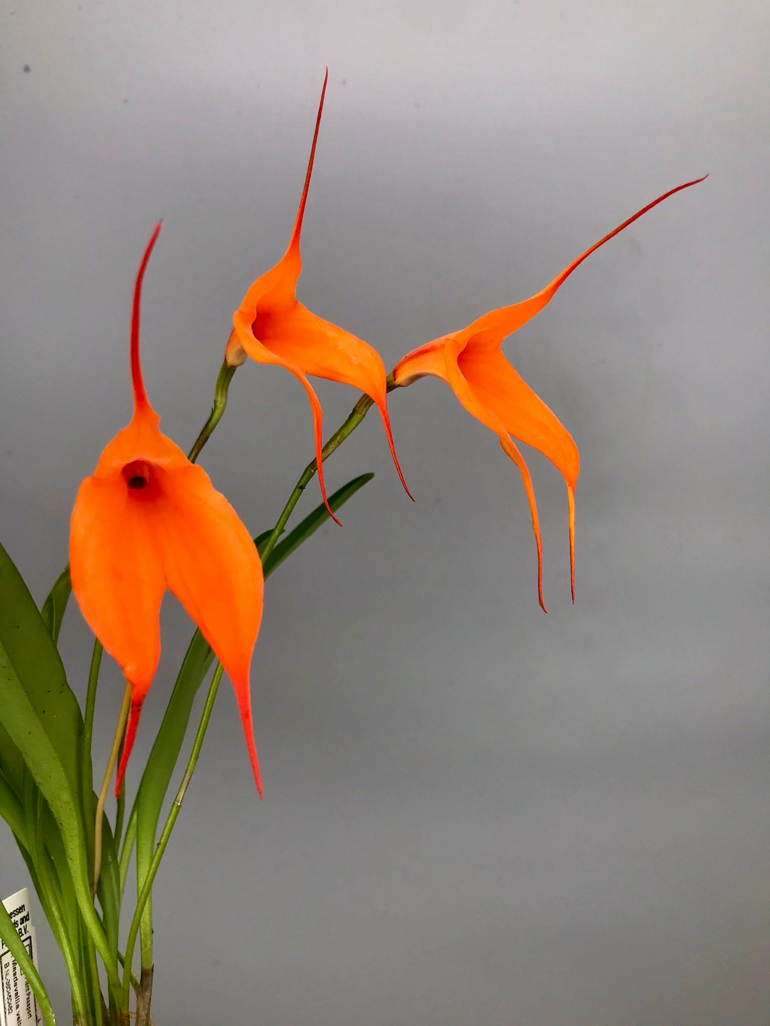 Masdevallia veitchiana ‘Hybride 4N’
