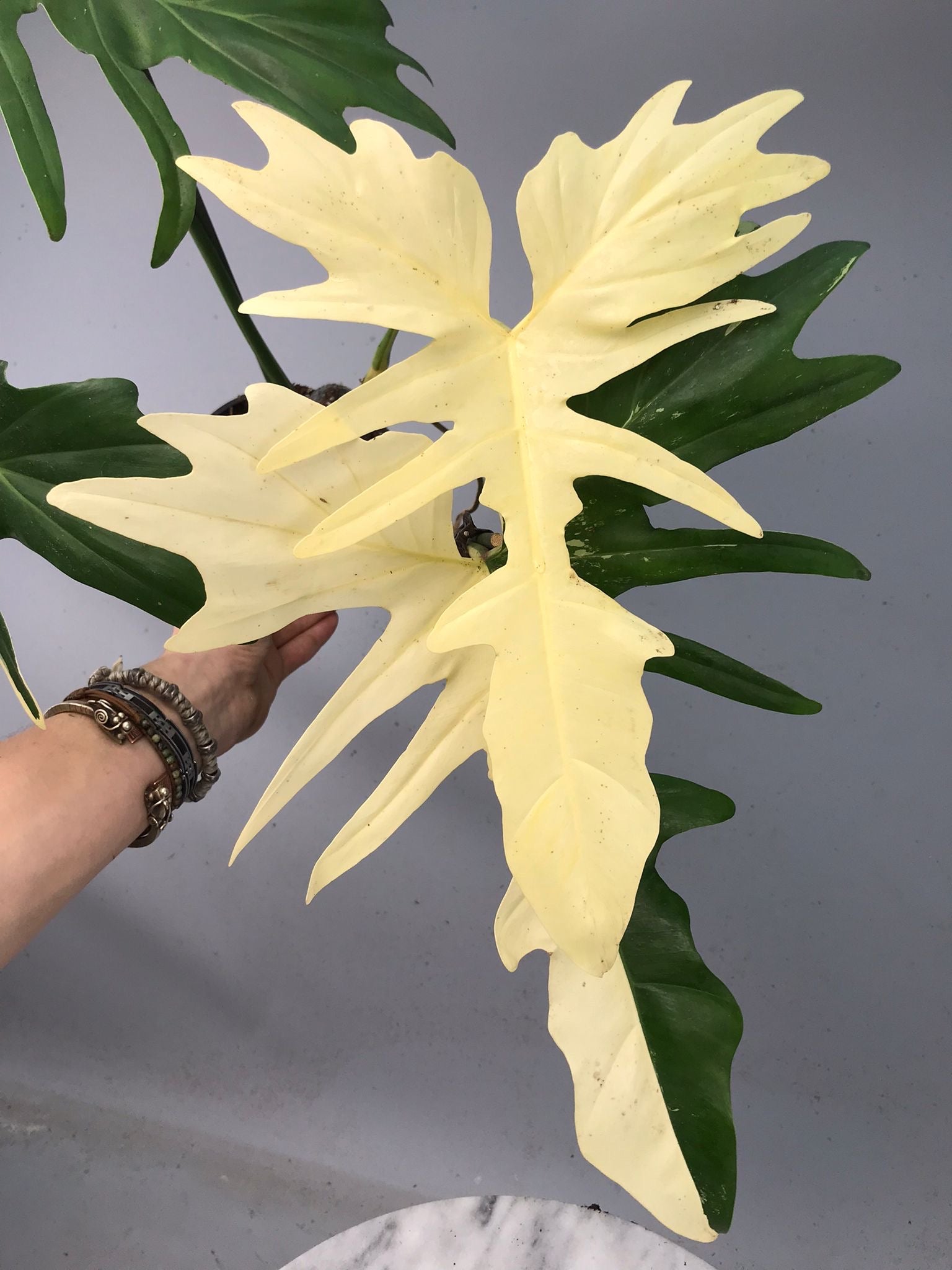 Philodendron Golden Dragon variegated albo (Nr 2)