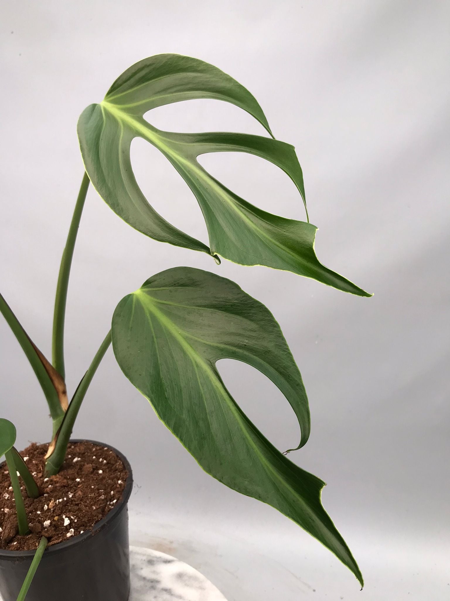 Monstera 'Burle Marx Flame' XL  (4-5 Big Leaves)