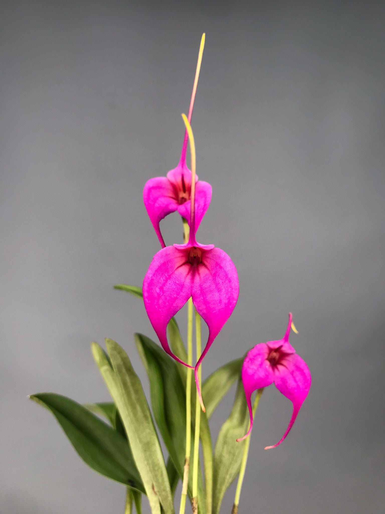 Masdevallia rosea x M.Selphi Orion