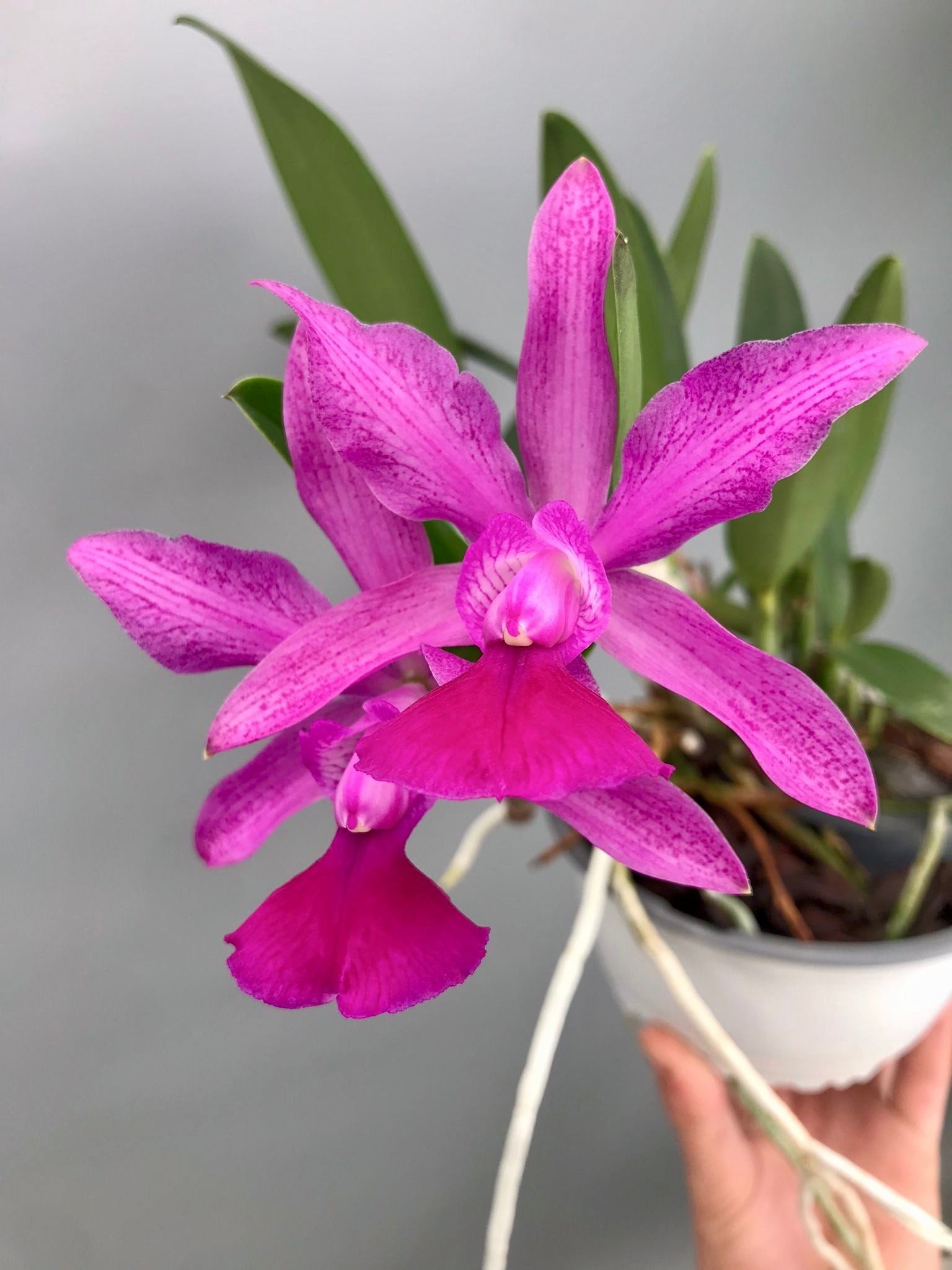 Cattleya Brabantiae "Banderantes" SM/JOGA x   C.walkeriana flamea "3 Lagoas"(Big Plant)
