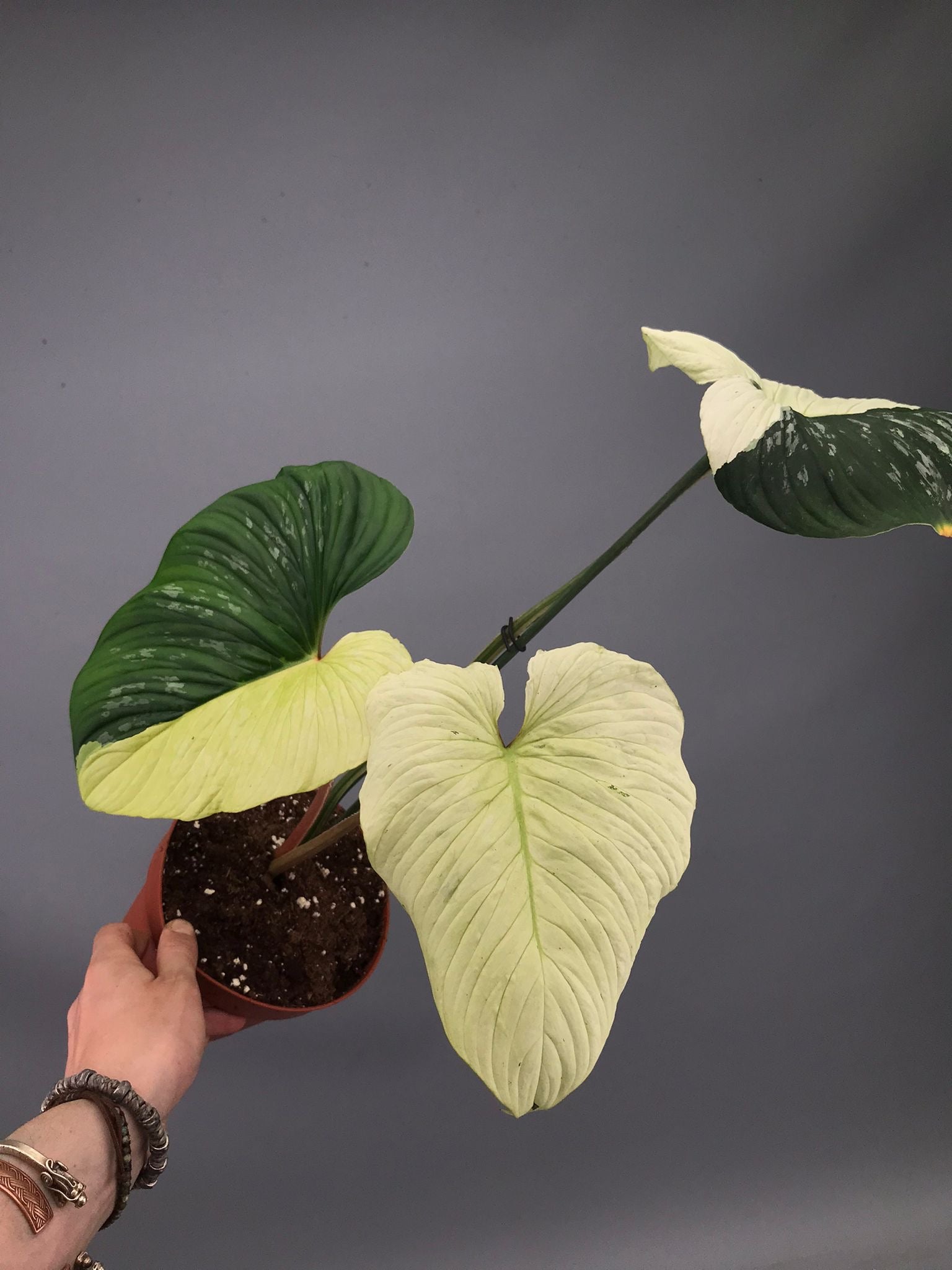 Philodendron mamei variegata mint (nr 1)