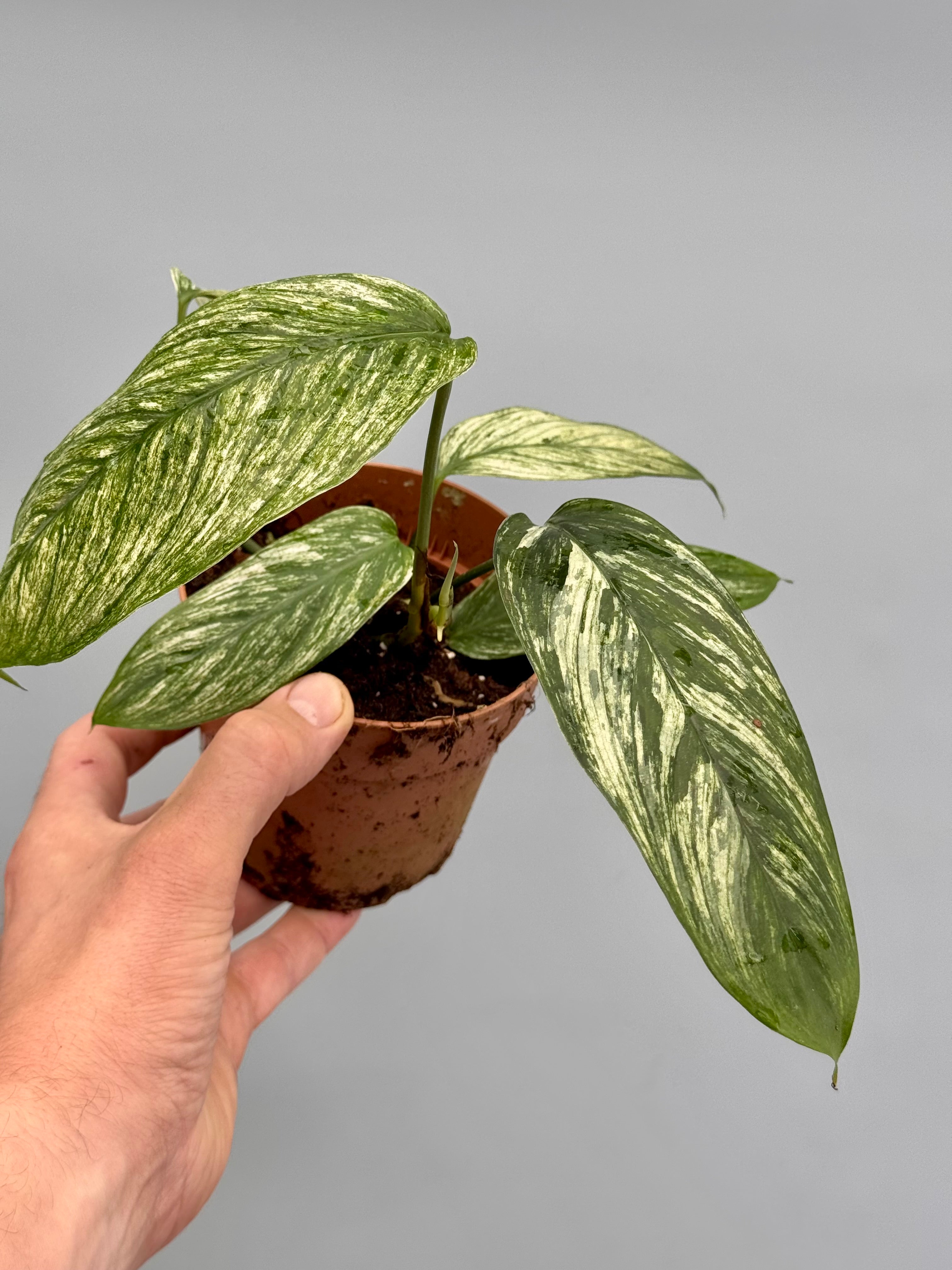 Scindapsus curanii “ Vangiego”