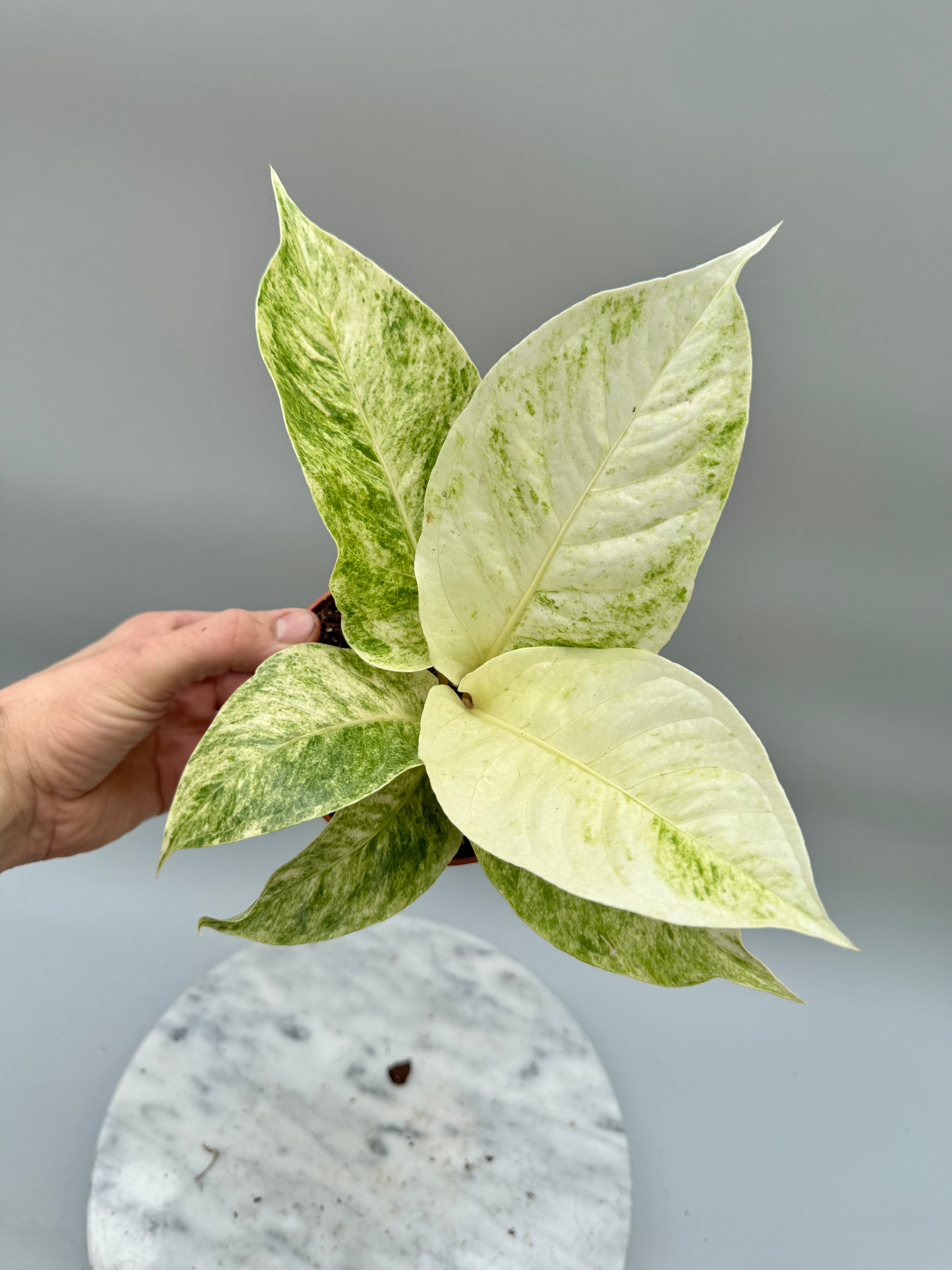 Anthurium variegata alba (Nr 1)