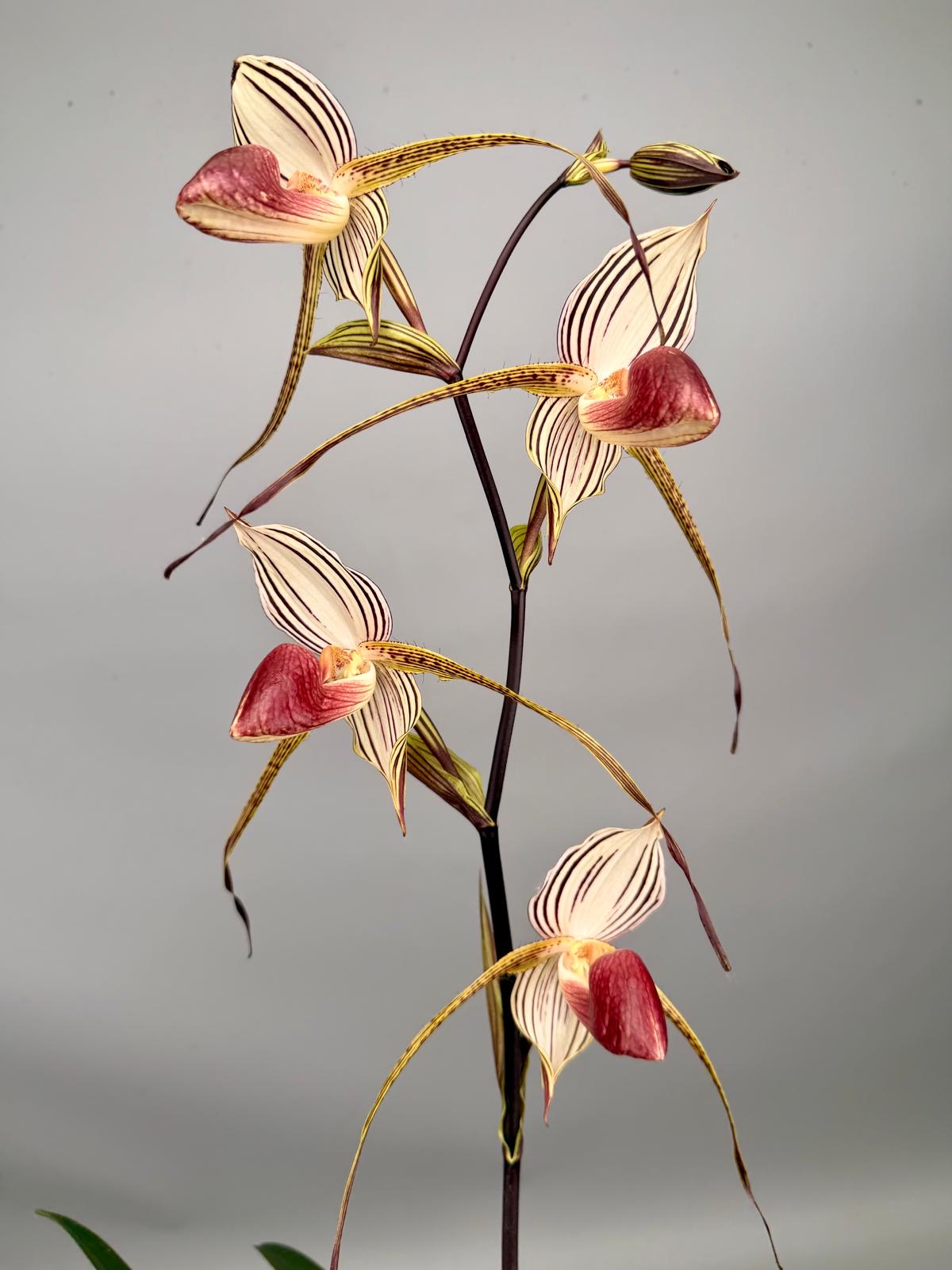 Paphiopedilum Lady Isabel ‘Big Plant’