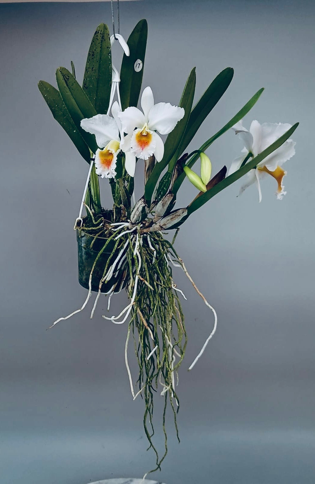 Cattleya percivaliana fma. semi-alba ‘Canaima's Guava’