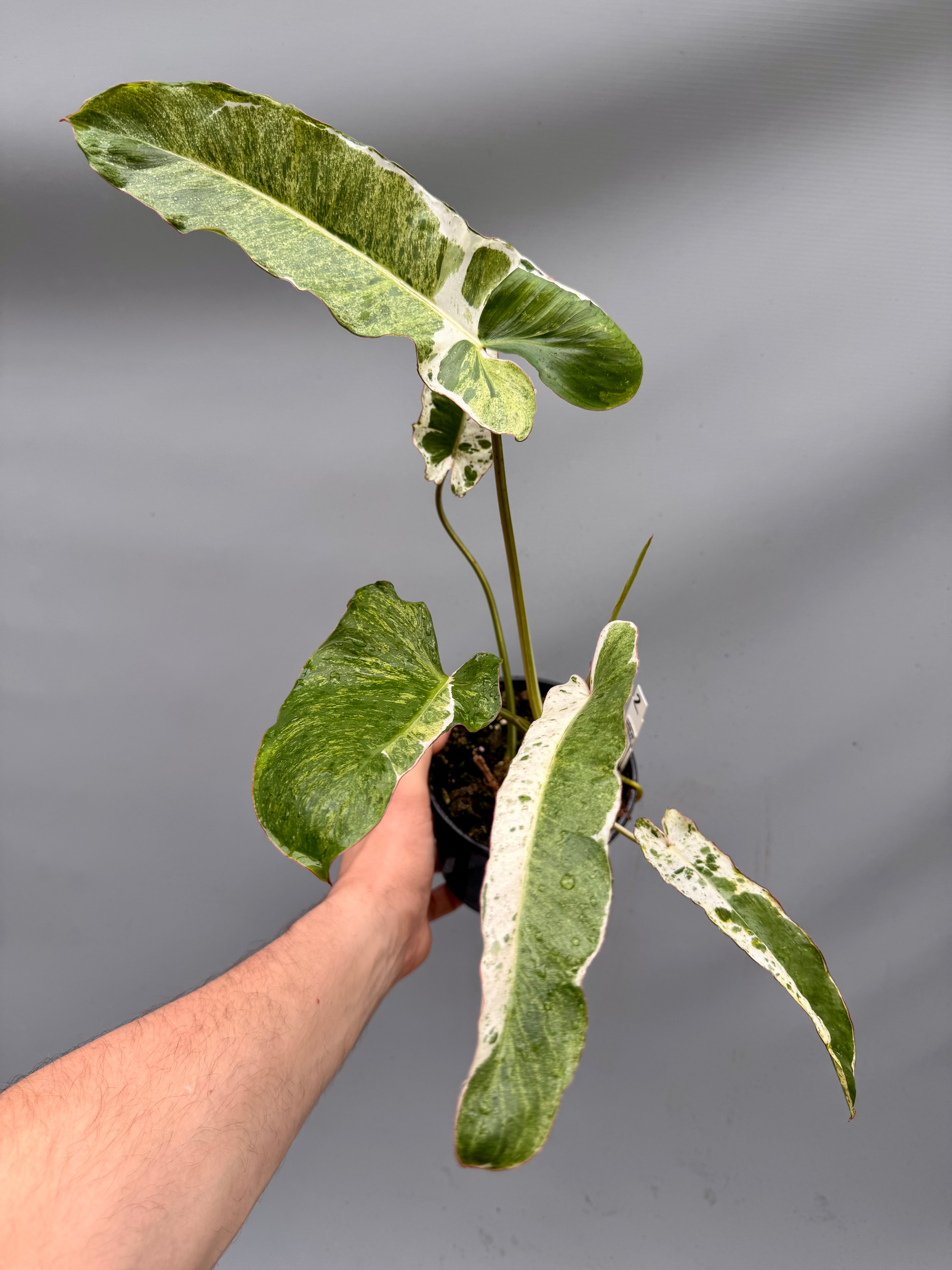 Philodendron Paraiso Verde Variegata Albo