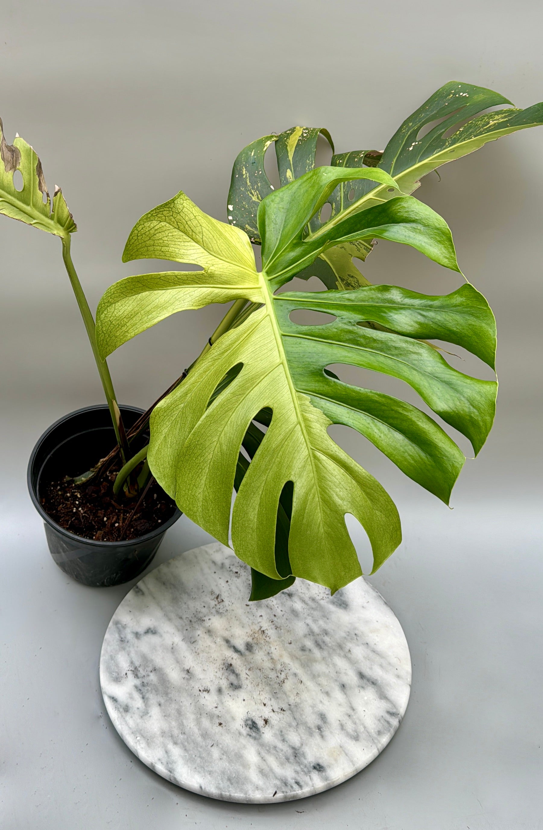 Monstera Ocean Mint (Nr 1)