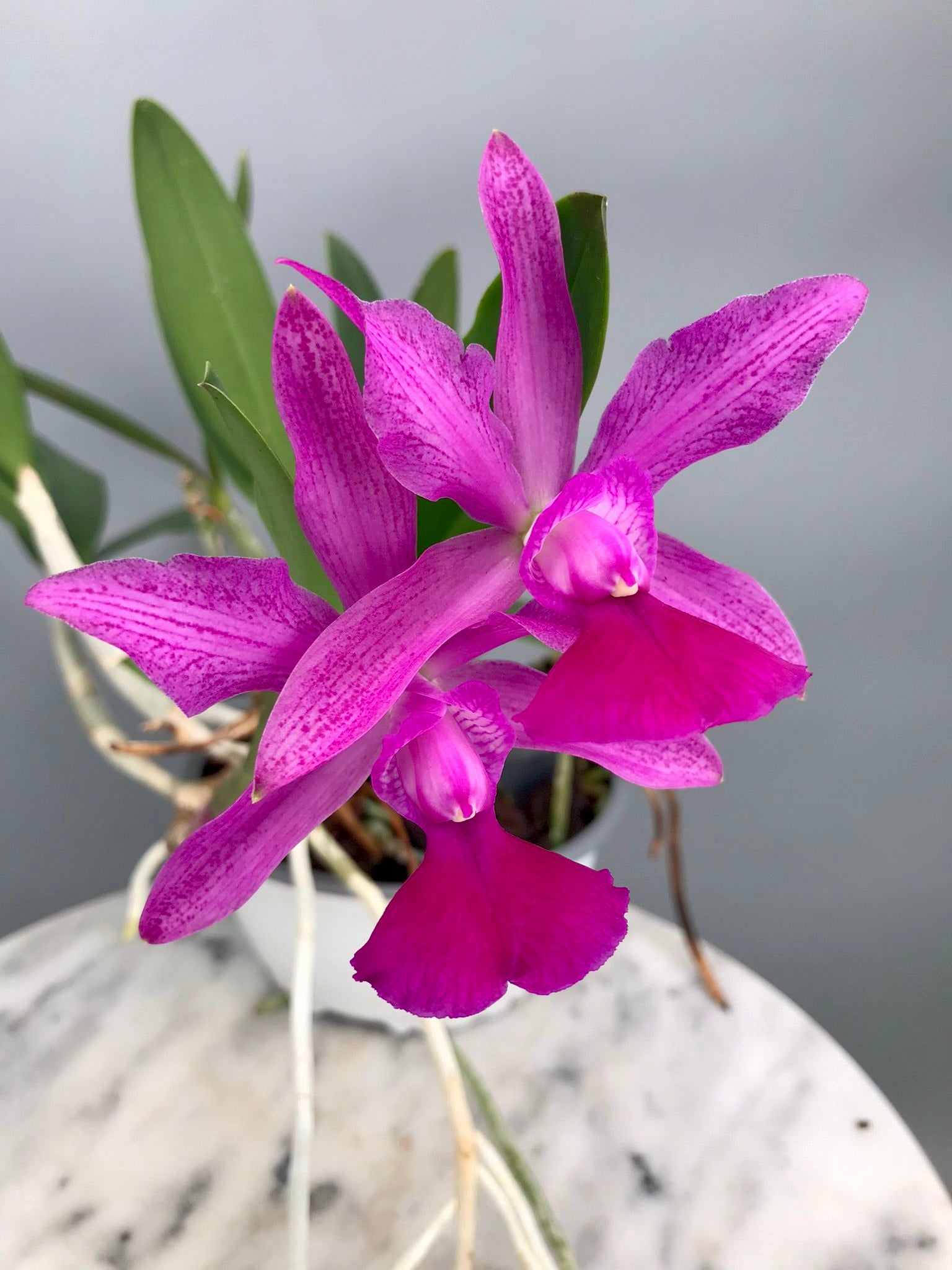 Cattleya Brabantiae "Banderantes" SM/JOGA x   C.walkeriana flamea "3 Lagoas"(Big Plant)