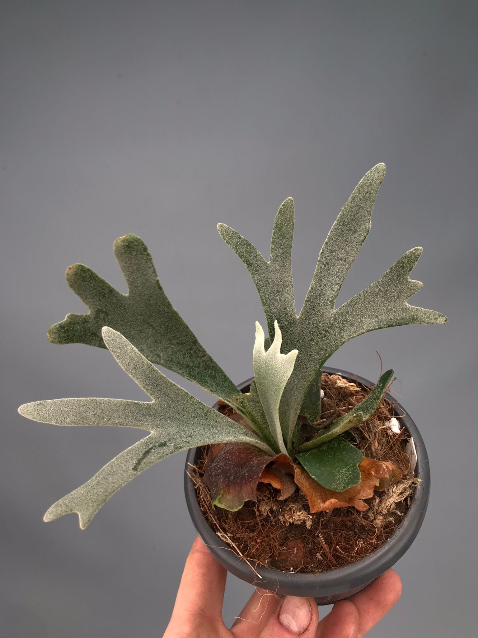 Platycerium willinckii 