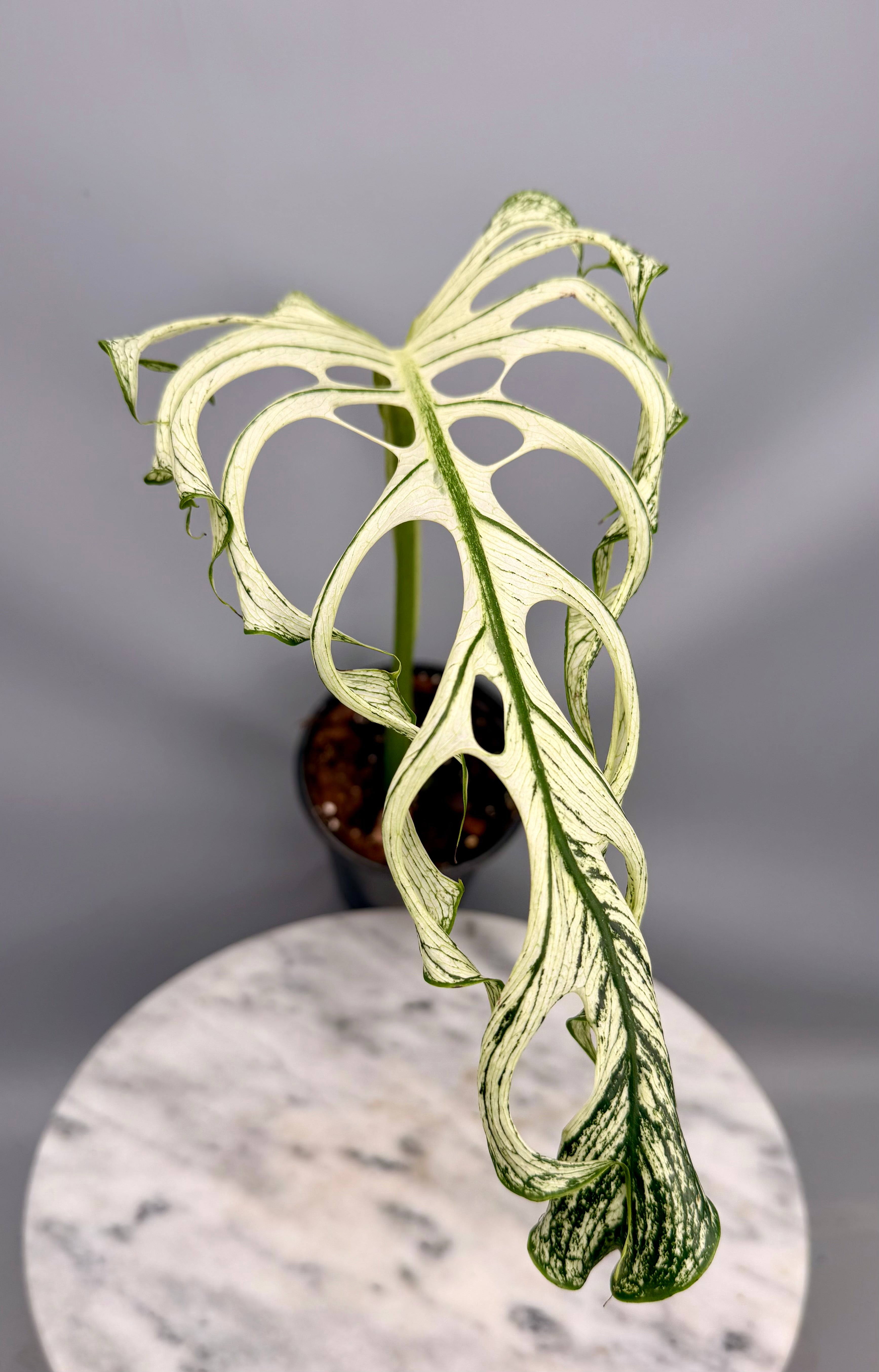 Monstera ‘Devil Monster’ Nr 1 (Leaf Cutting met nieuw groei oog)