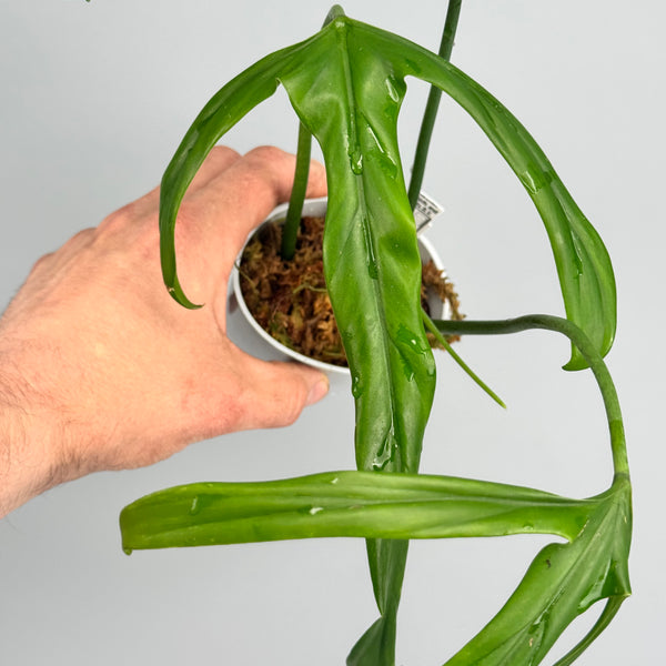 D4CCB5F8-D3F3-4B69-B305-