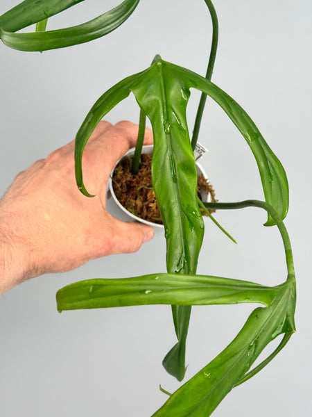 Philodendron variegated holtonianum Philodendron その他観葉植物 holtonianum 【公式通販】 variegated その他観葉植物
