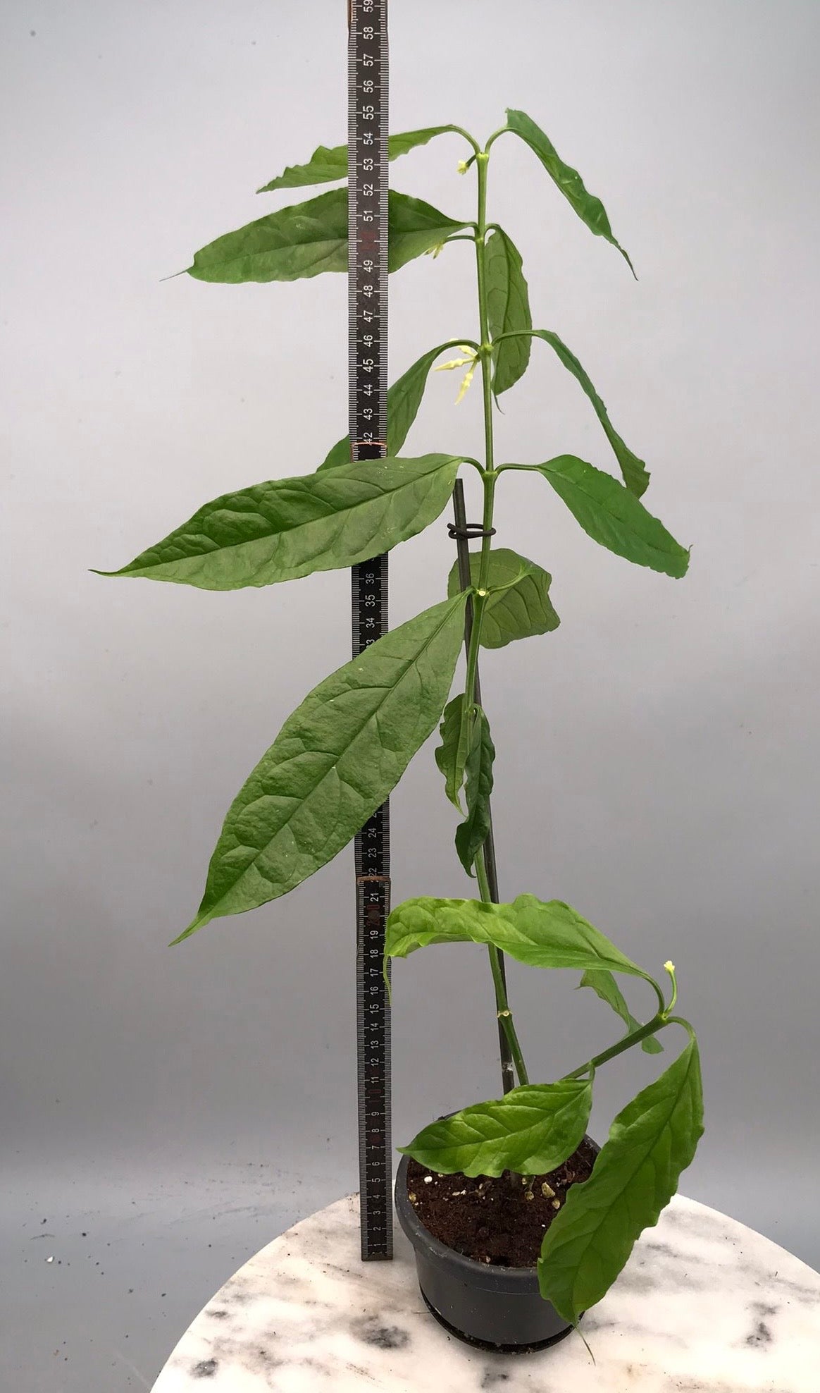 Hoya decipulae Big XL