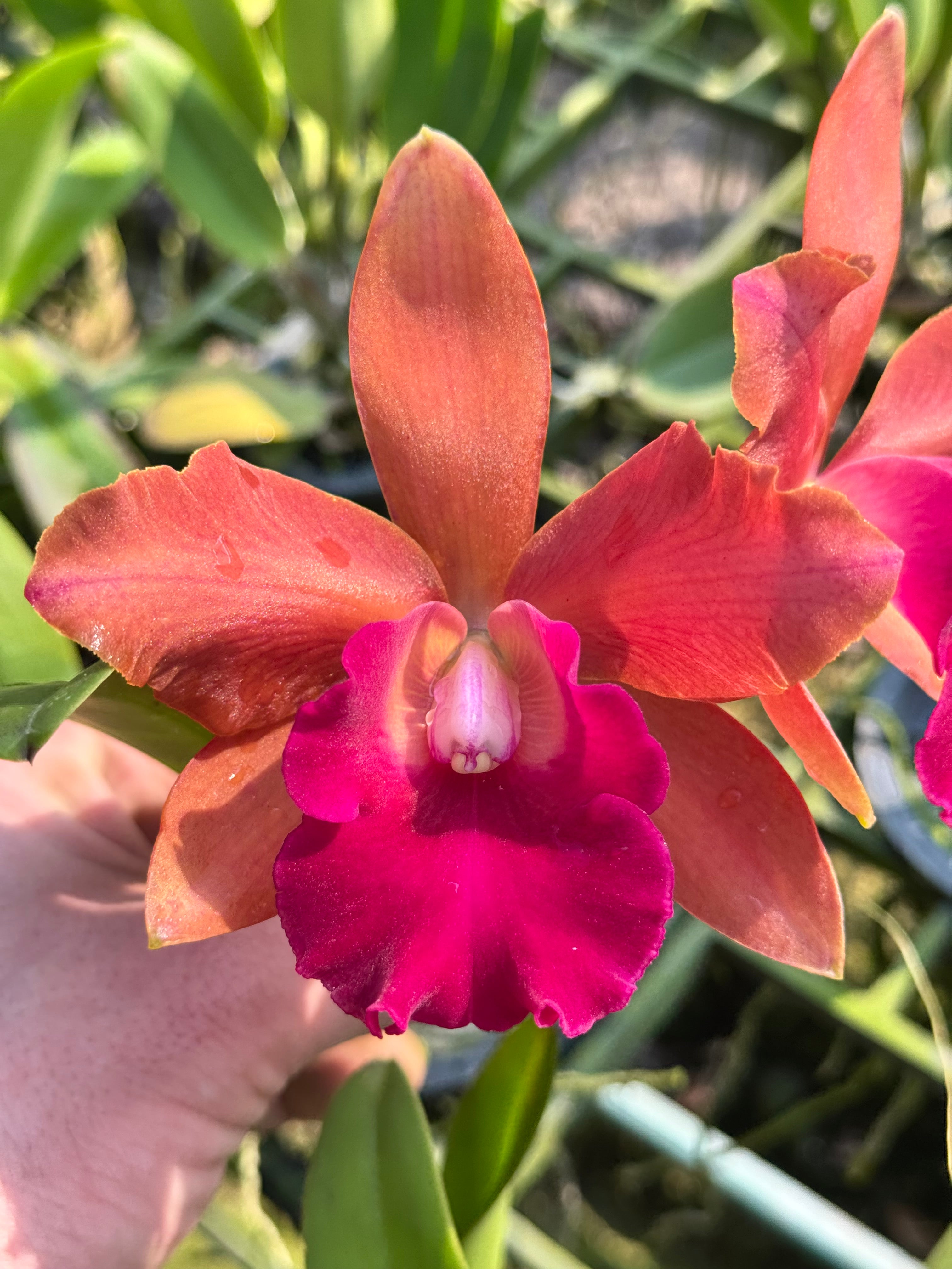 Rhyncholaeliocattleya nr J 8595