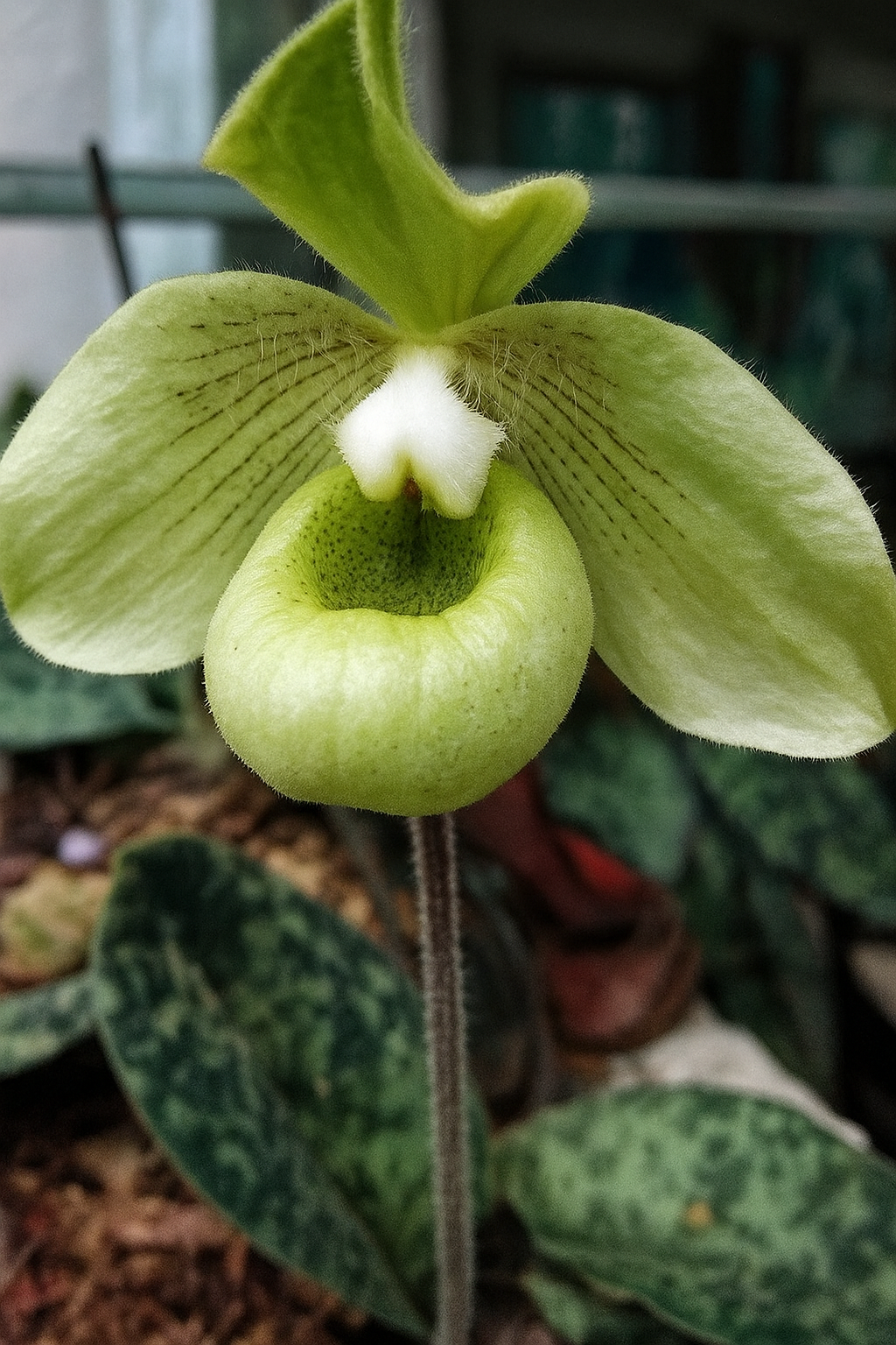 Paphiopedilum malipoense
