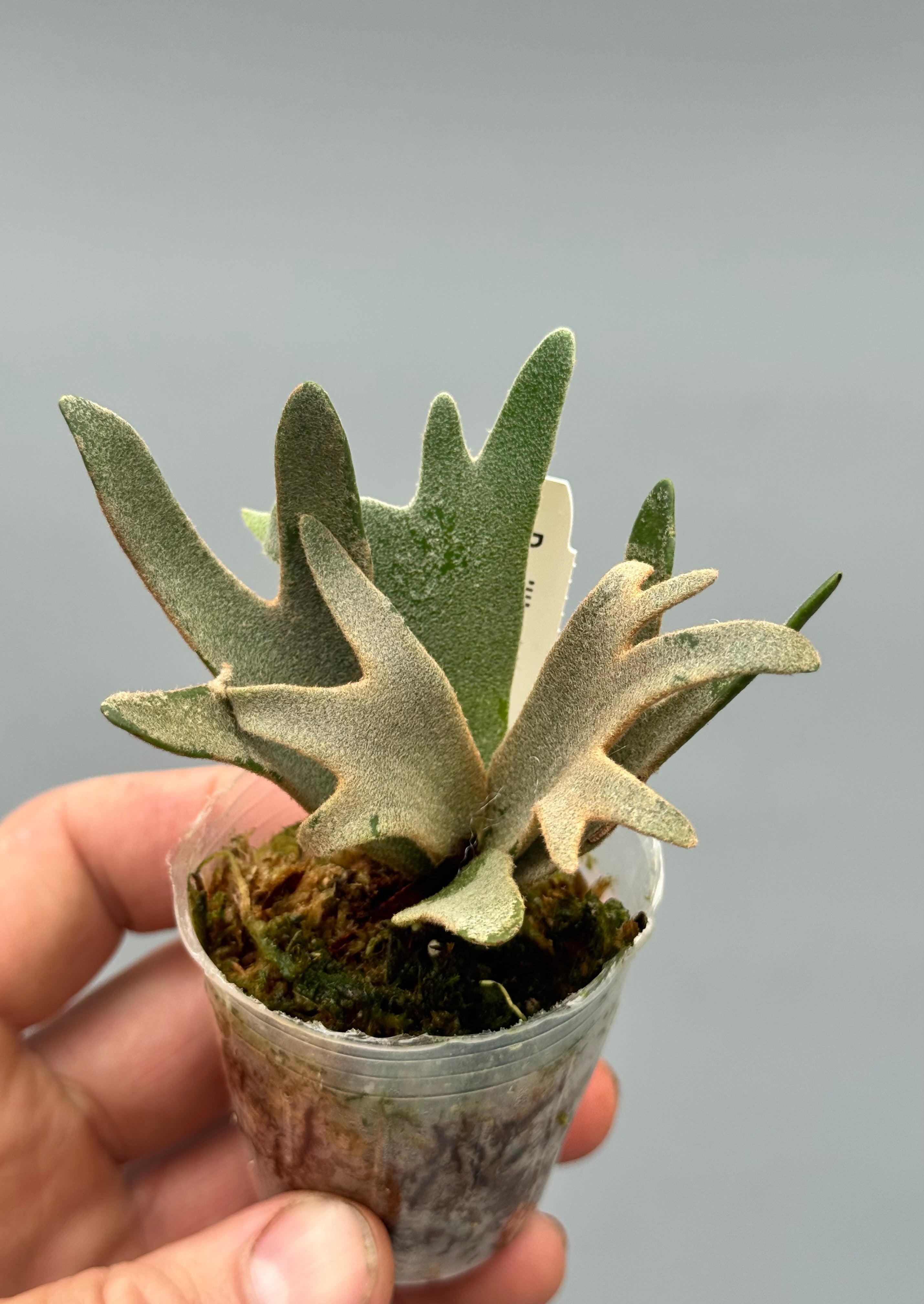 Platycerium willinckii 'Nano'