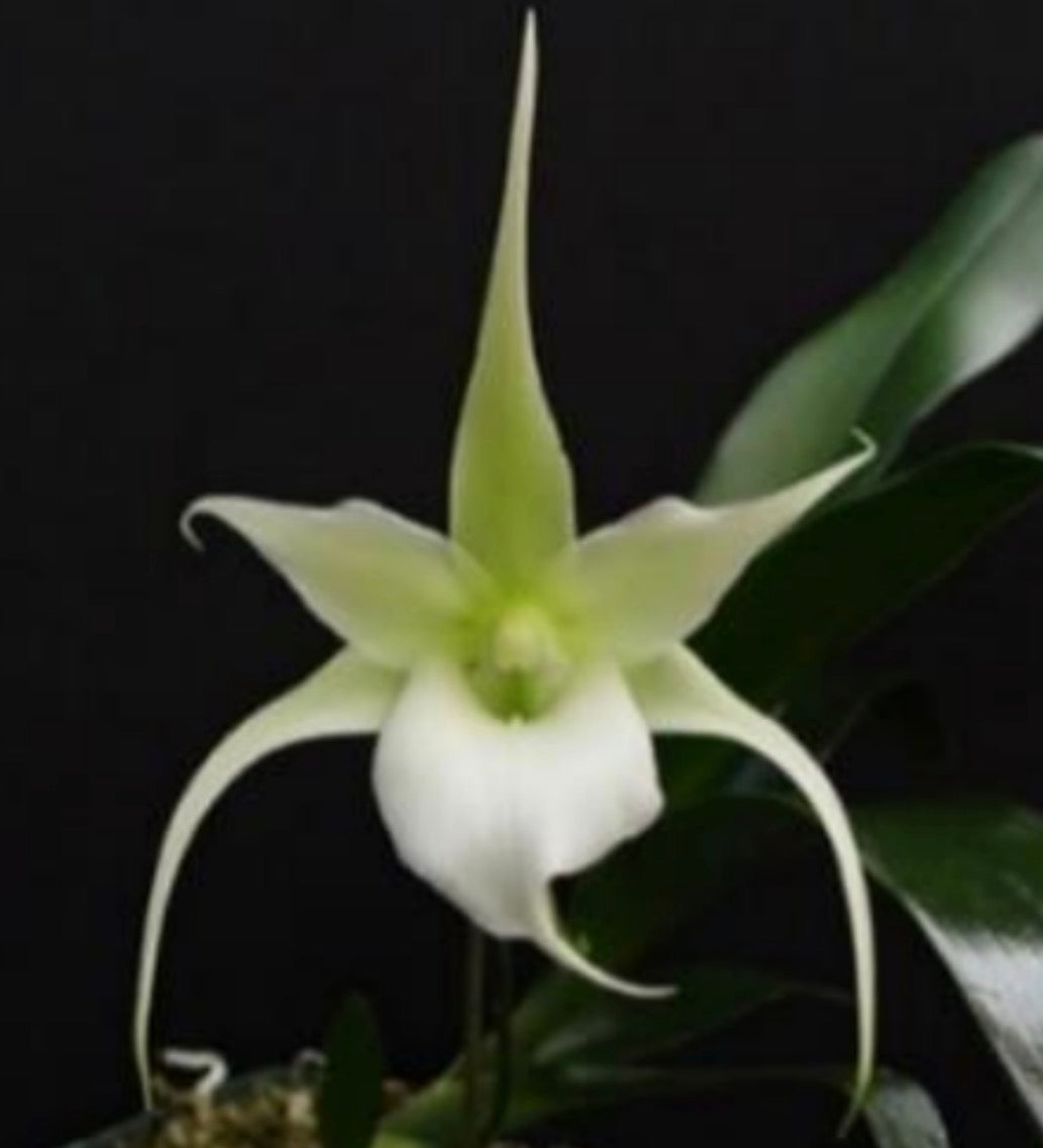 Aeranthes grandiflora