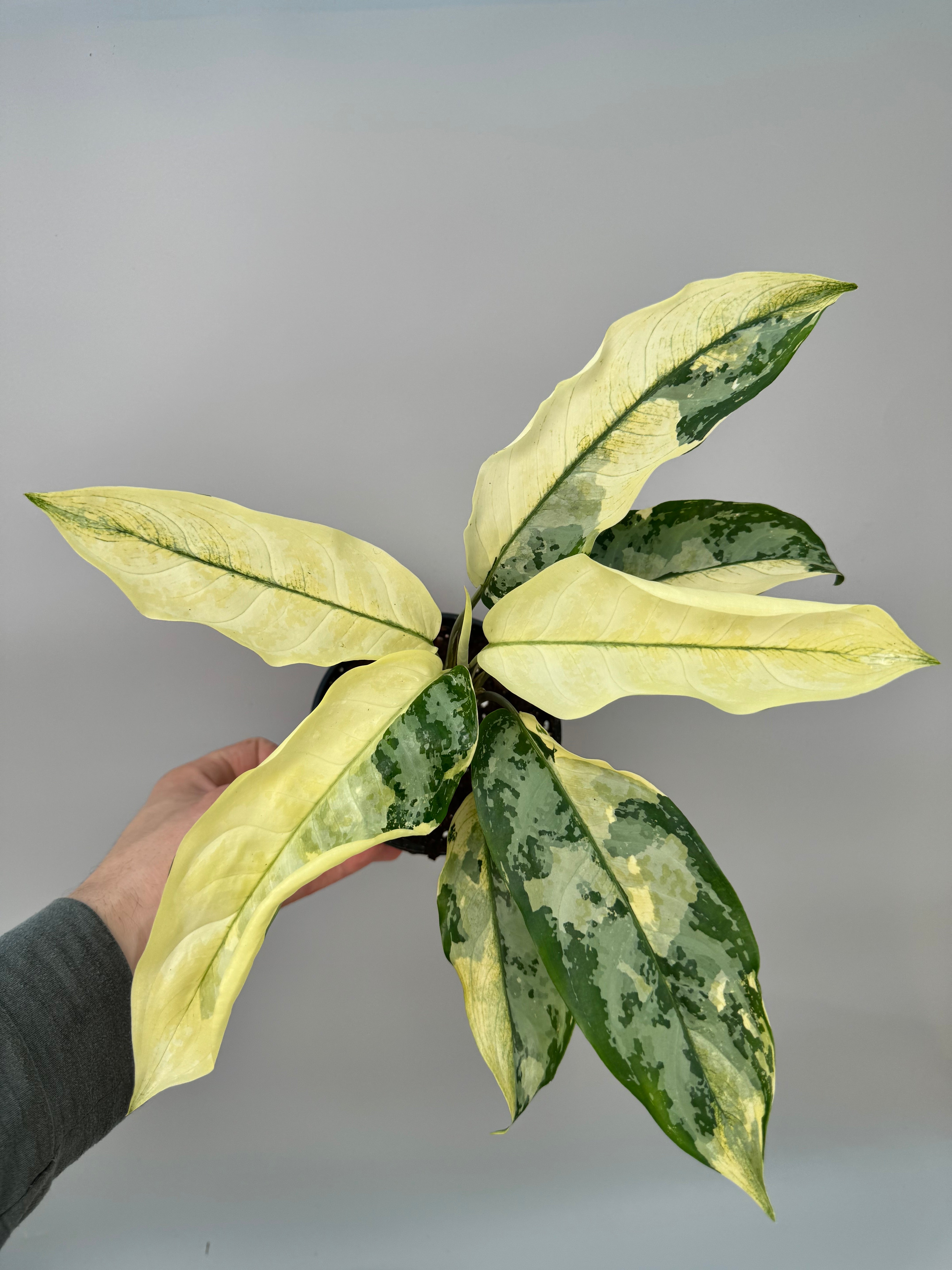 Aglaonema Sp. Suvarnabhumi Variegated (Nr 1)