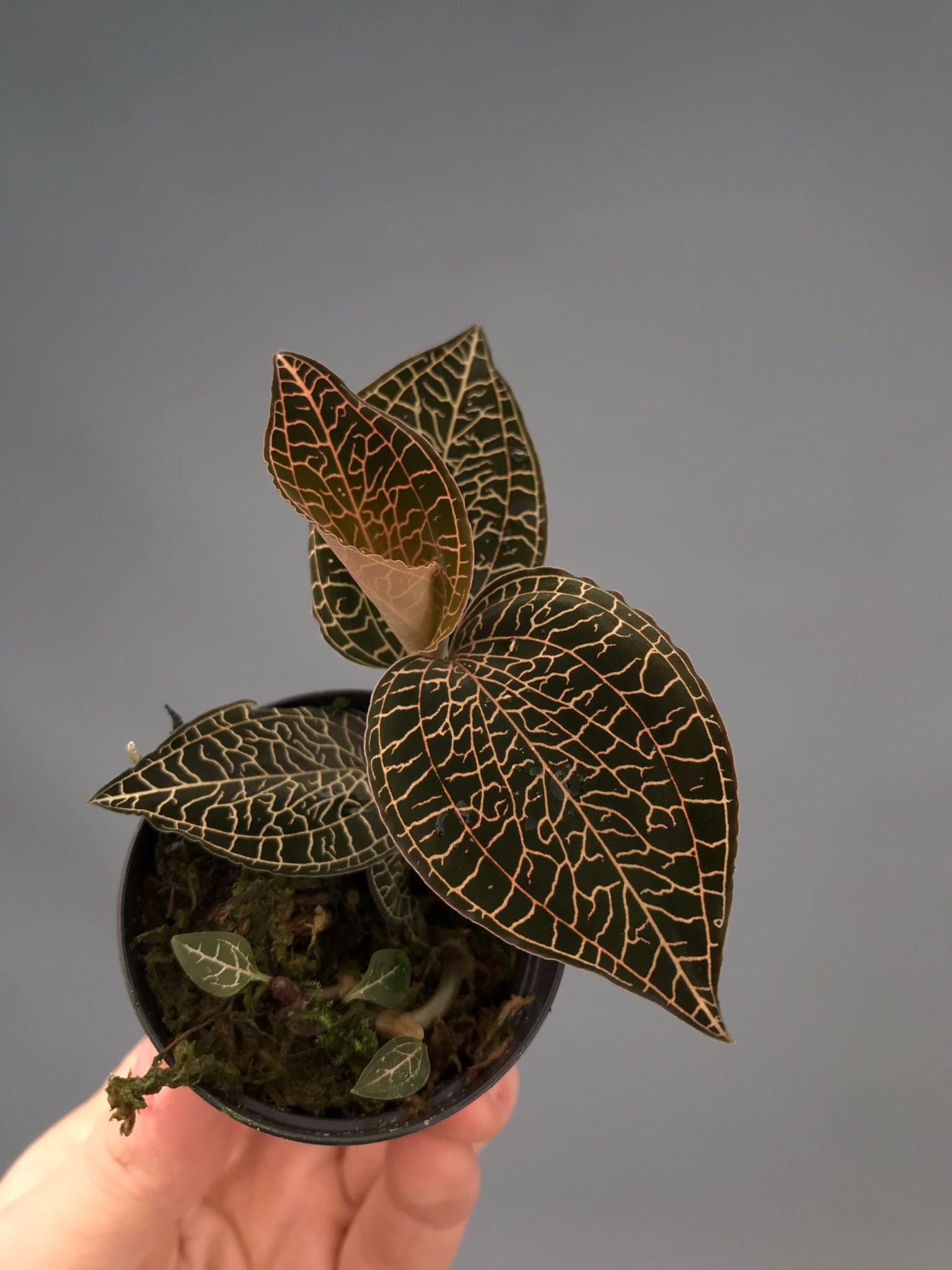 Anoectochilus roxburghii
 ‘Red’