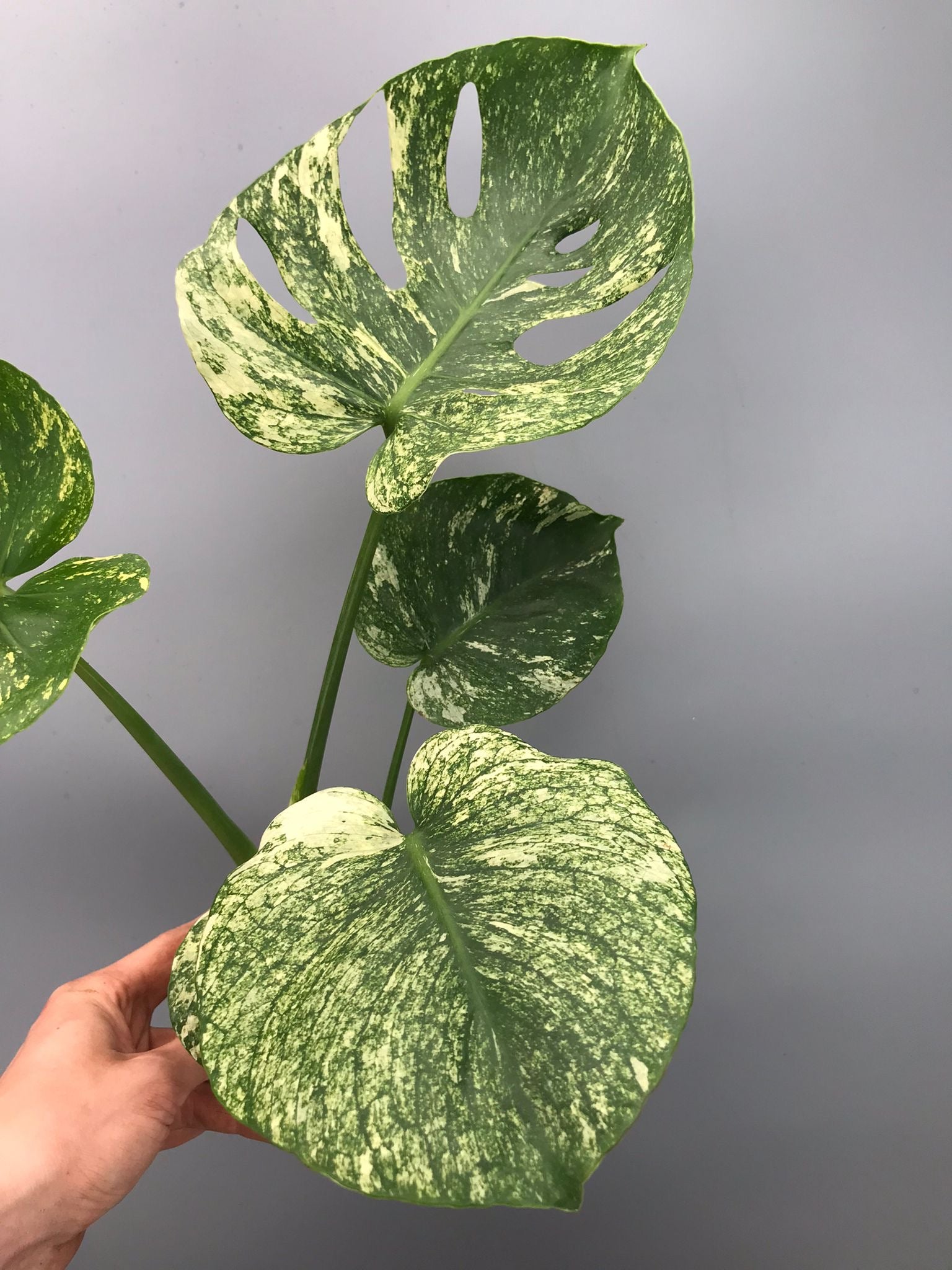 Monstera Siam Mint nr 2
