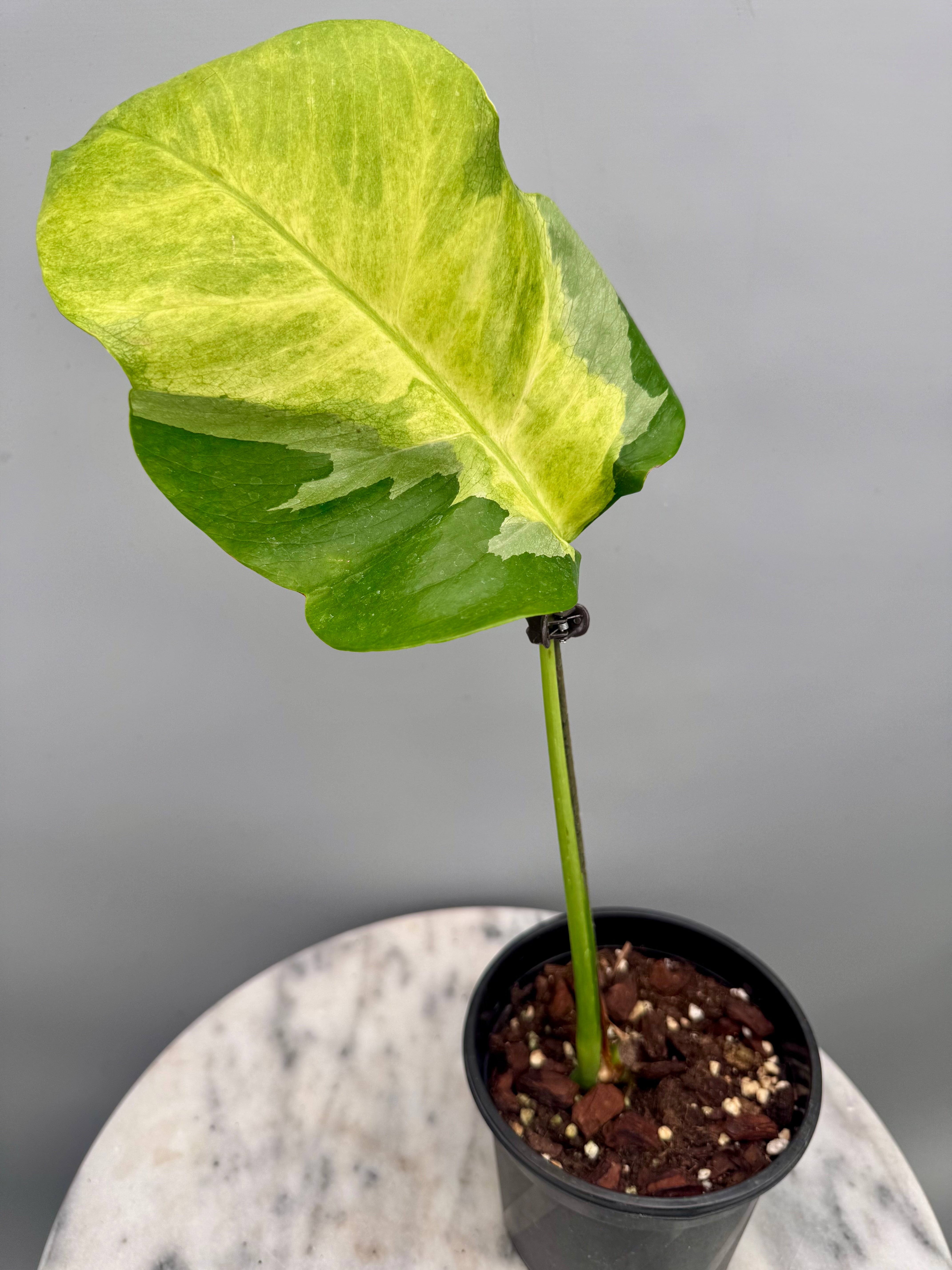 Monstera White Lava 'Lalamove' nr 1.2 ( 1 Leaf Cutting)