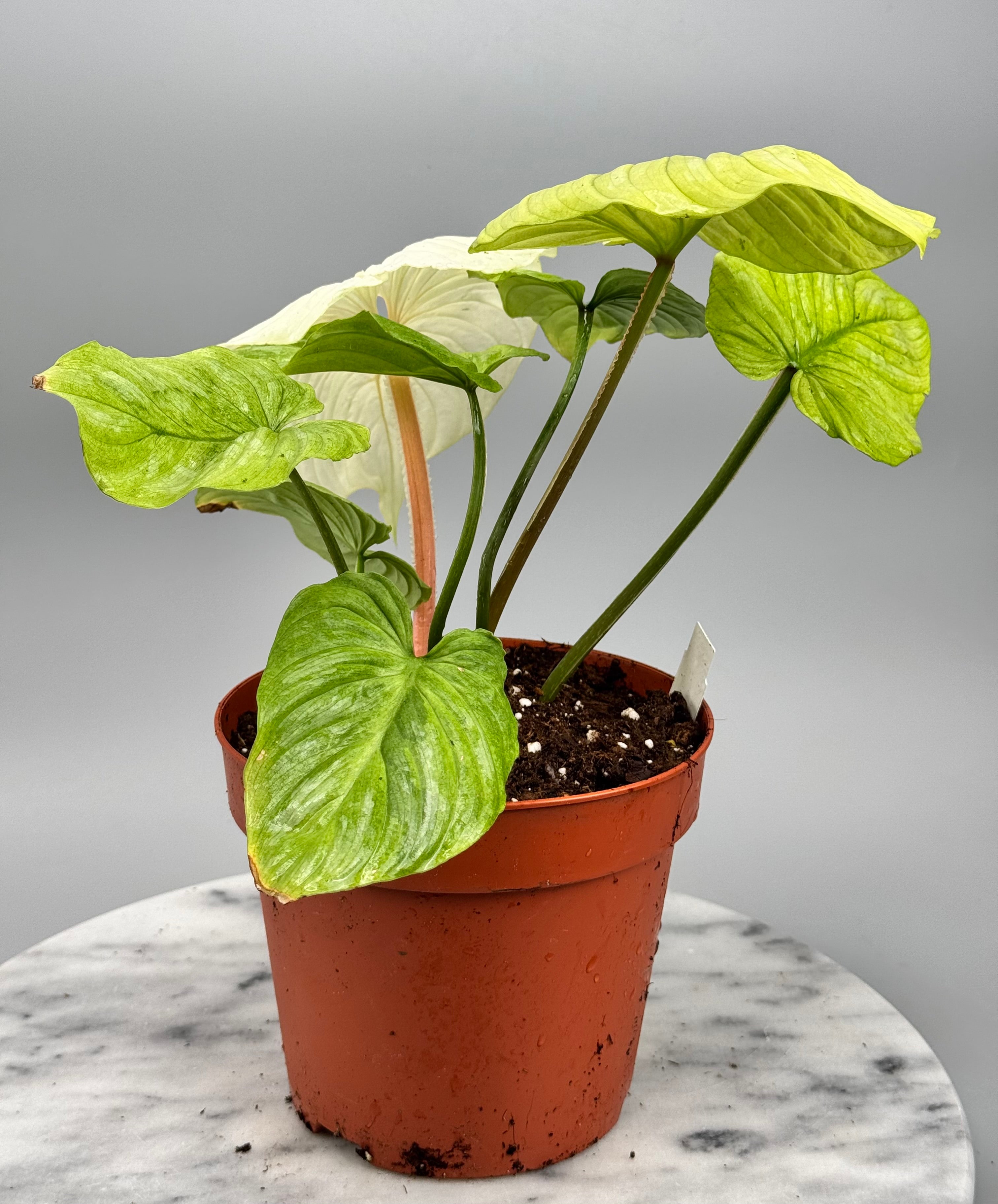 Philodendron mamei variegata mint