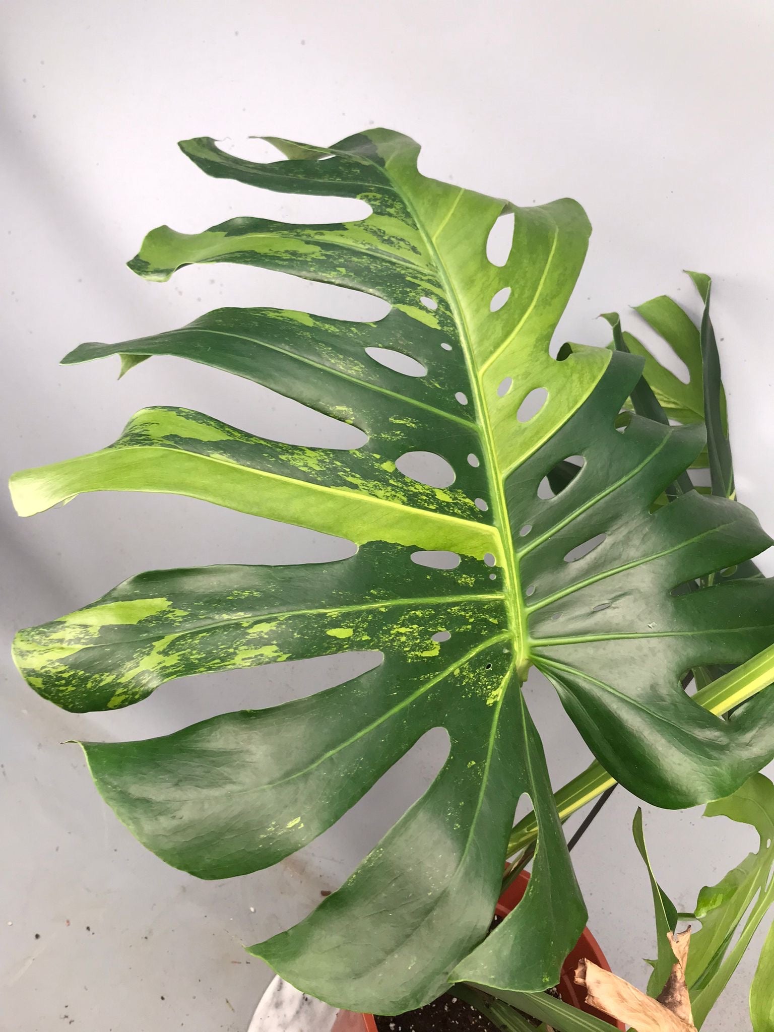 Monstera Ocean Mint XL nr 1