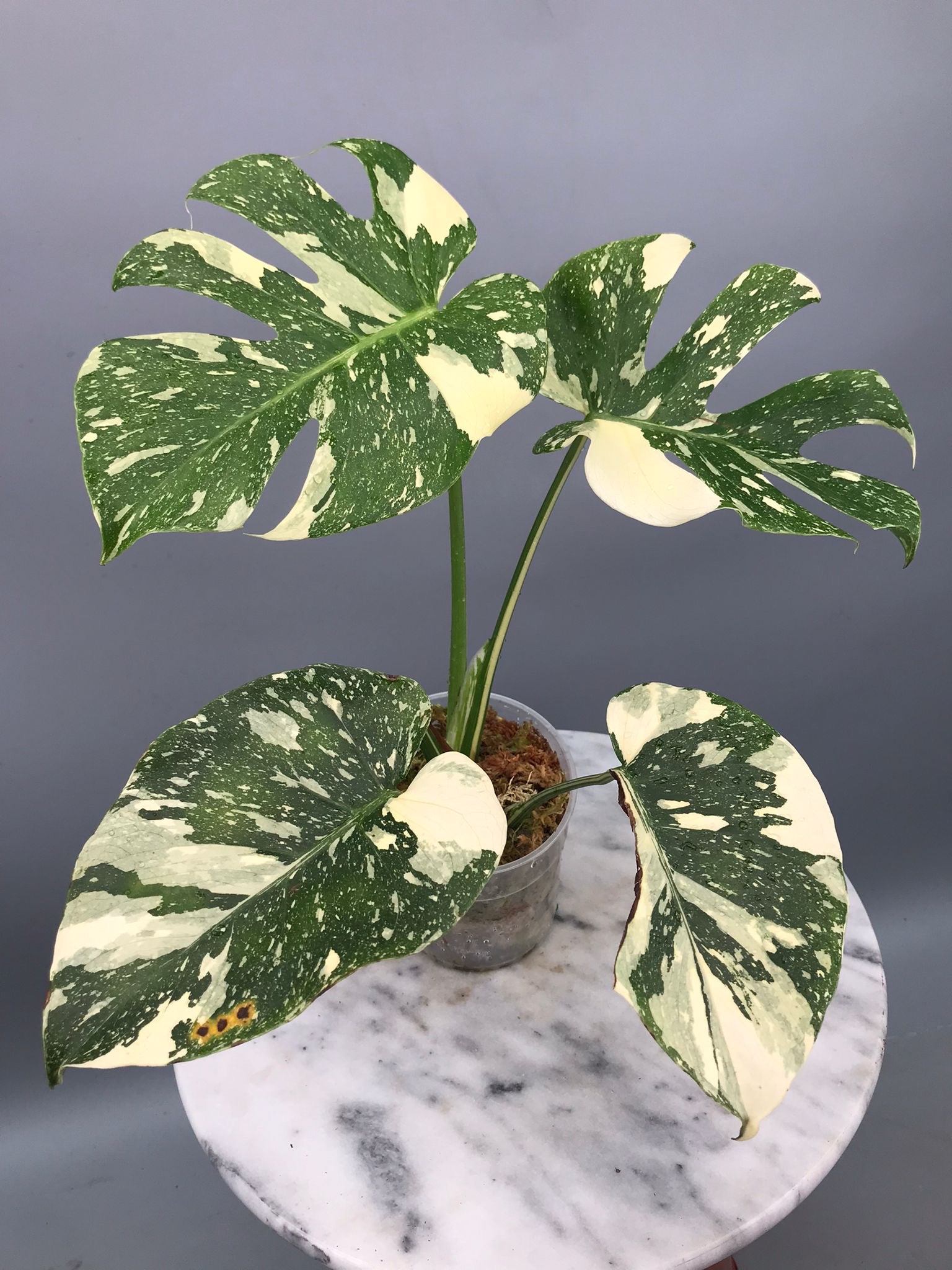 Monstera White snow  nr 1