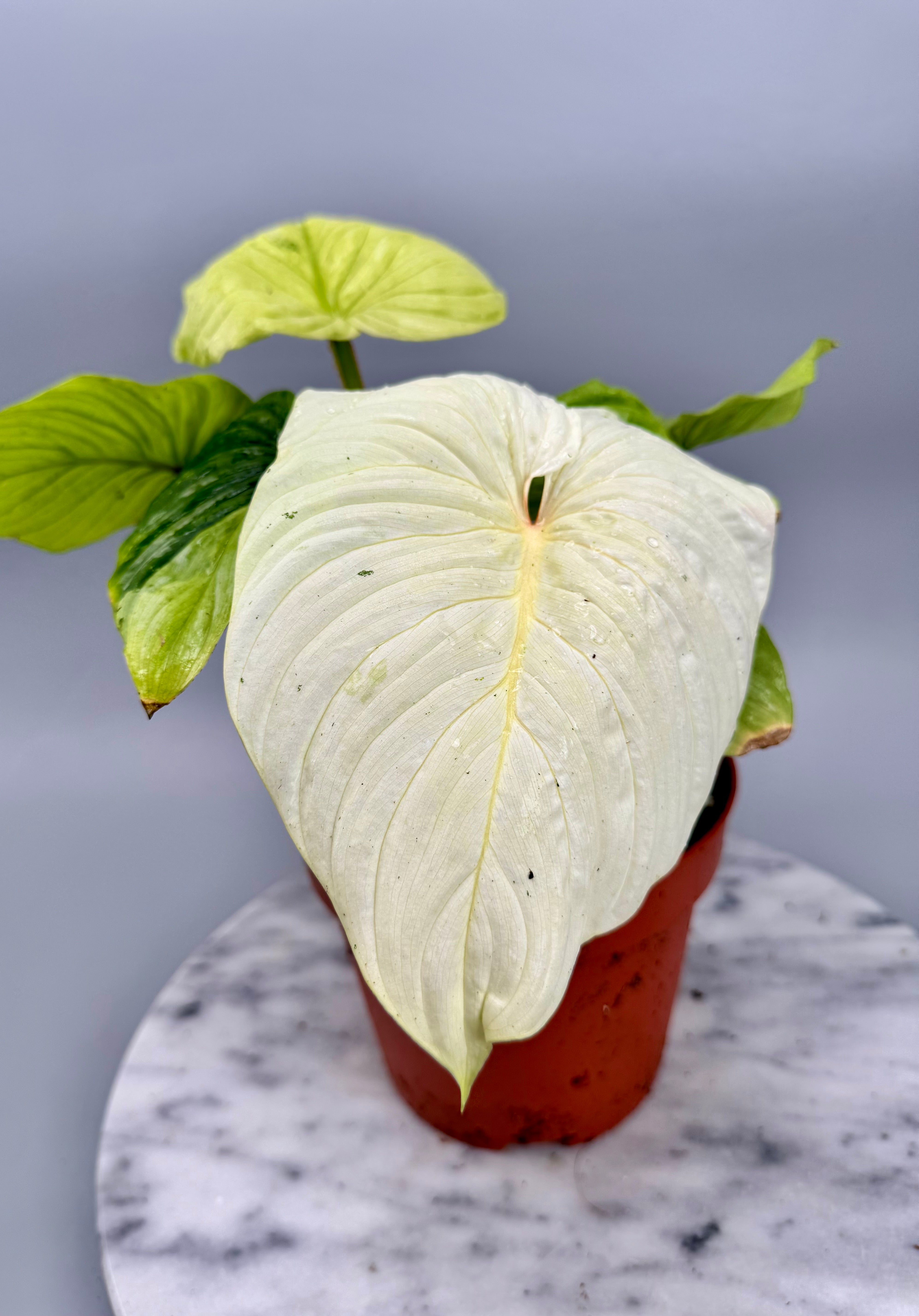 Philodendron mamei variegata mint (8 Leaves) (Nr1)