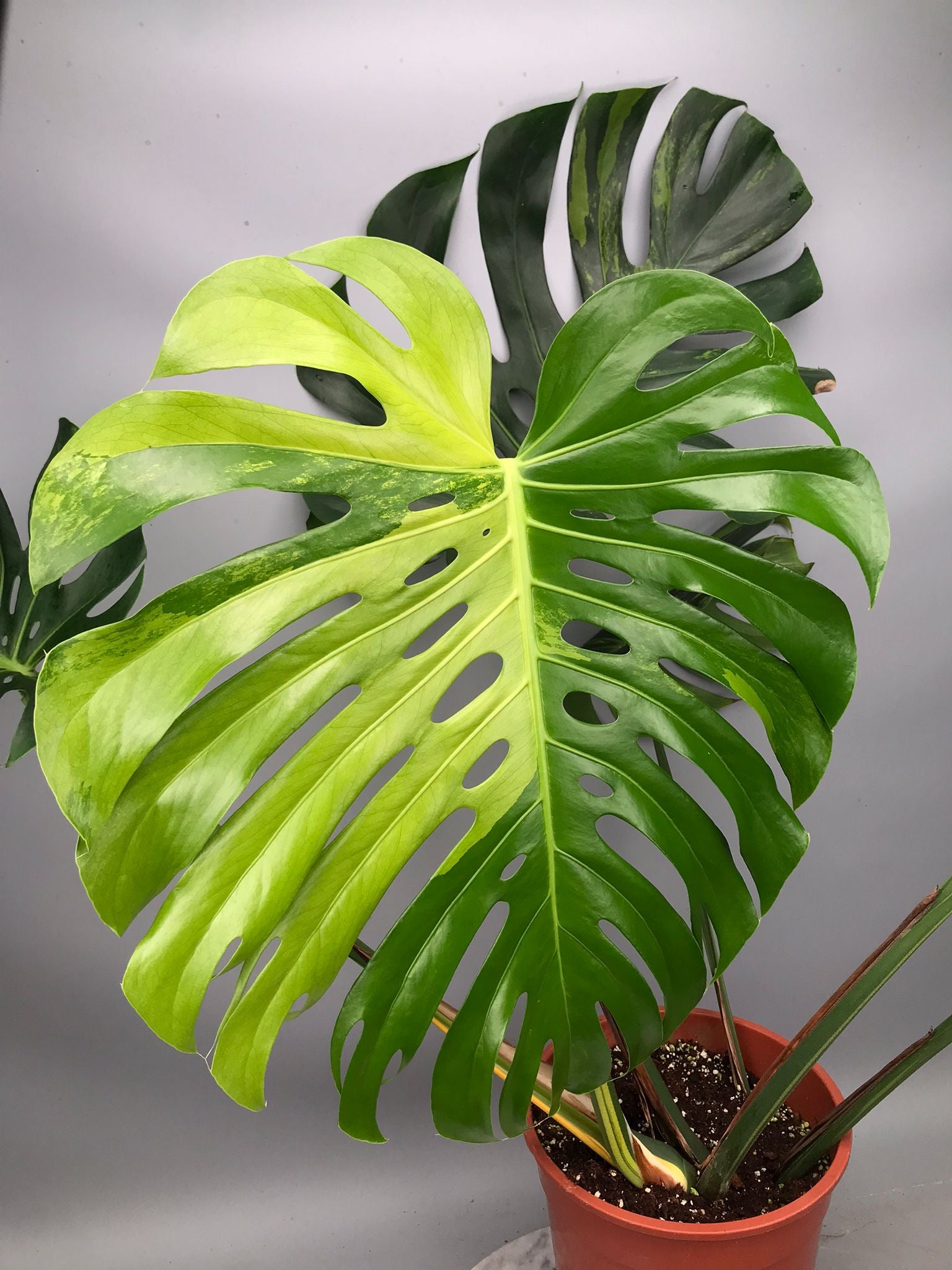 Monstera Ocean Mint nr 2