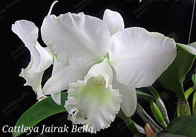 Cattleya Jairak Bella