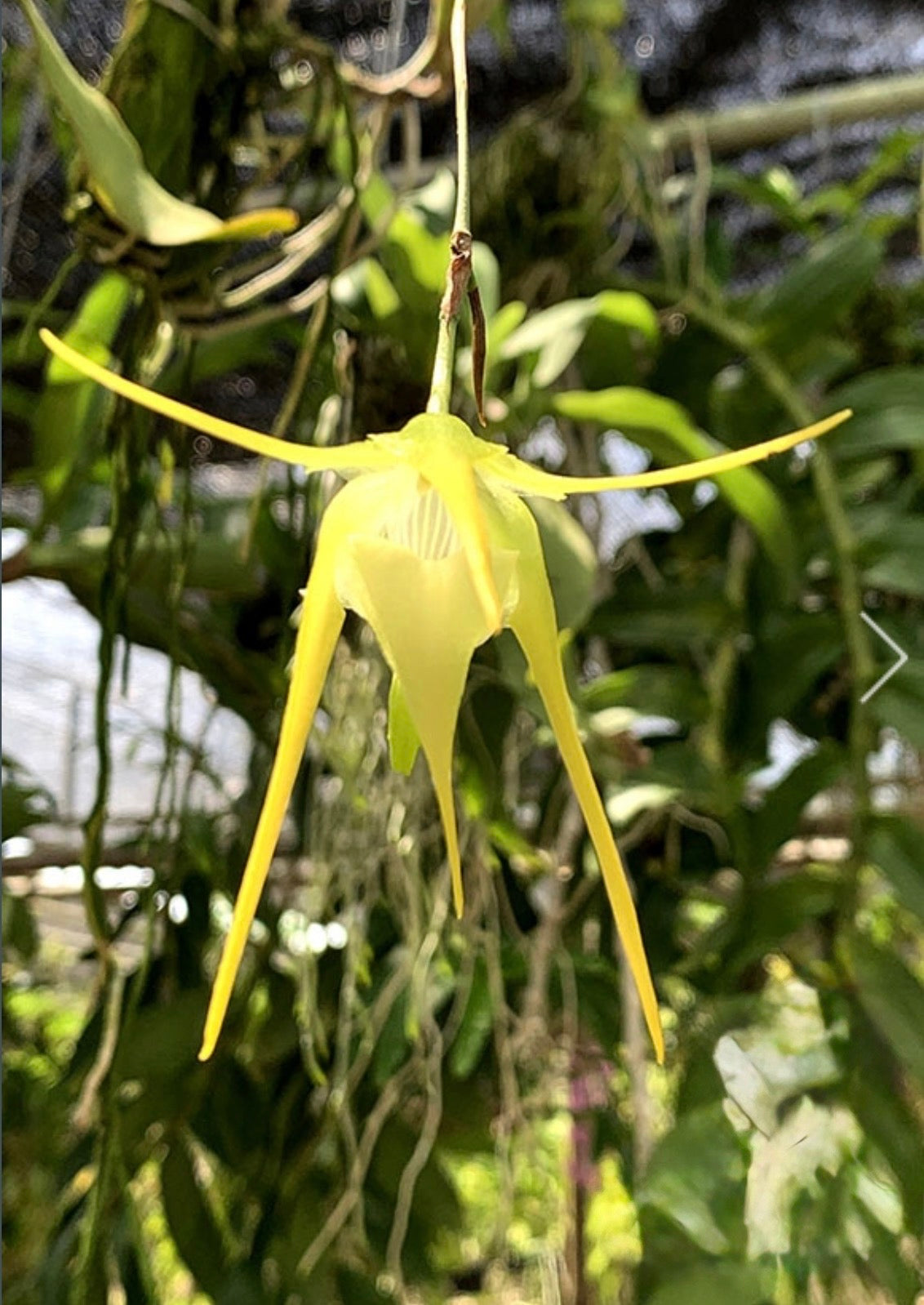 Aeranthes grandiflora