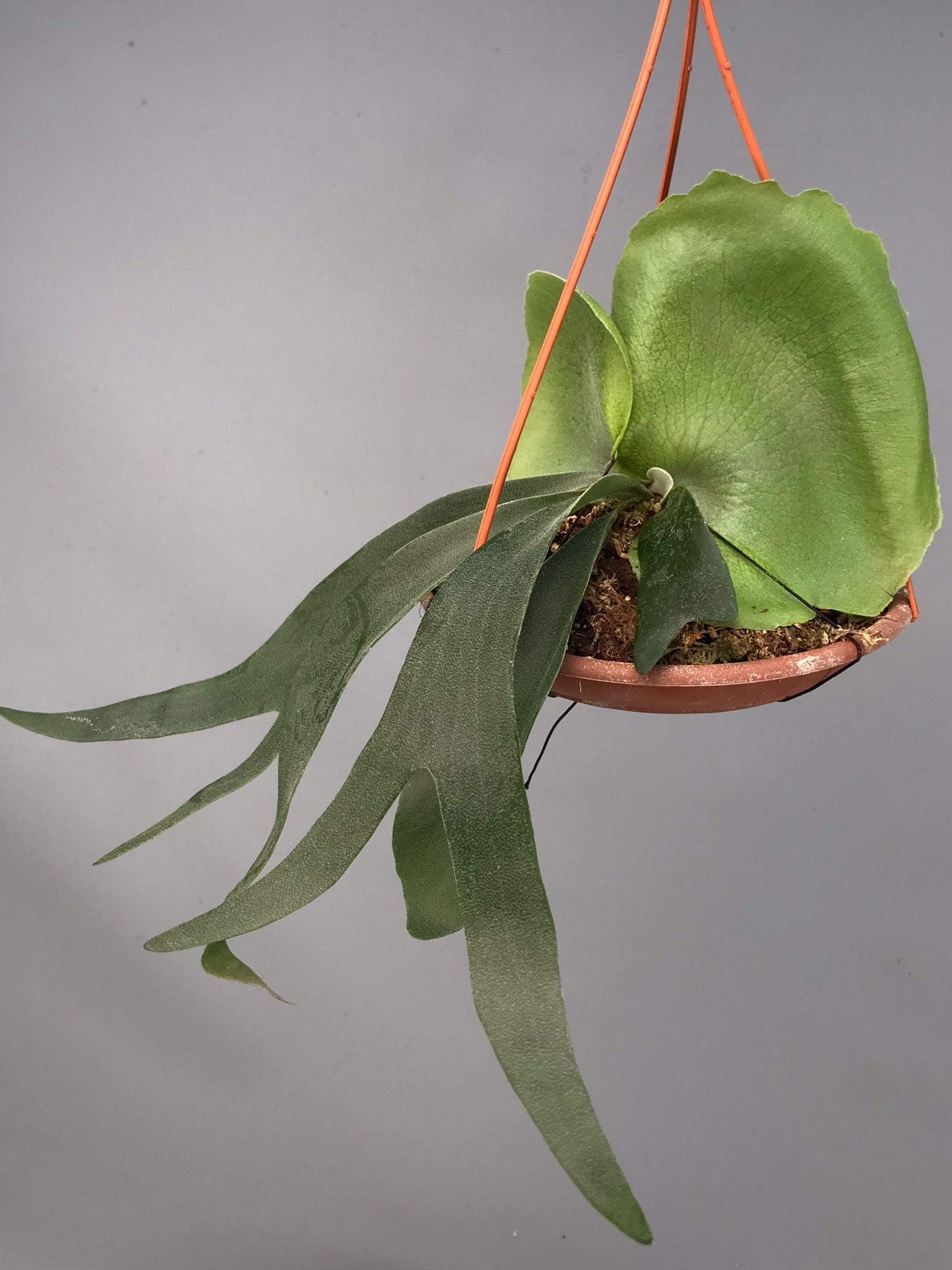 Platycerium Foongsiqi